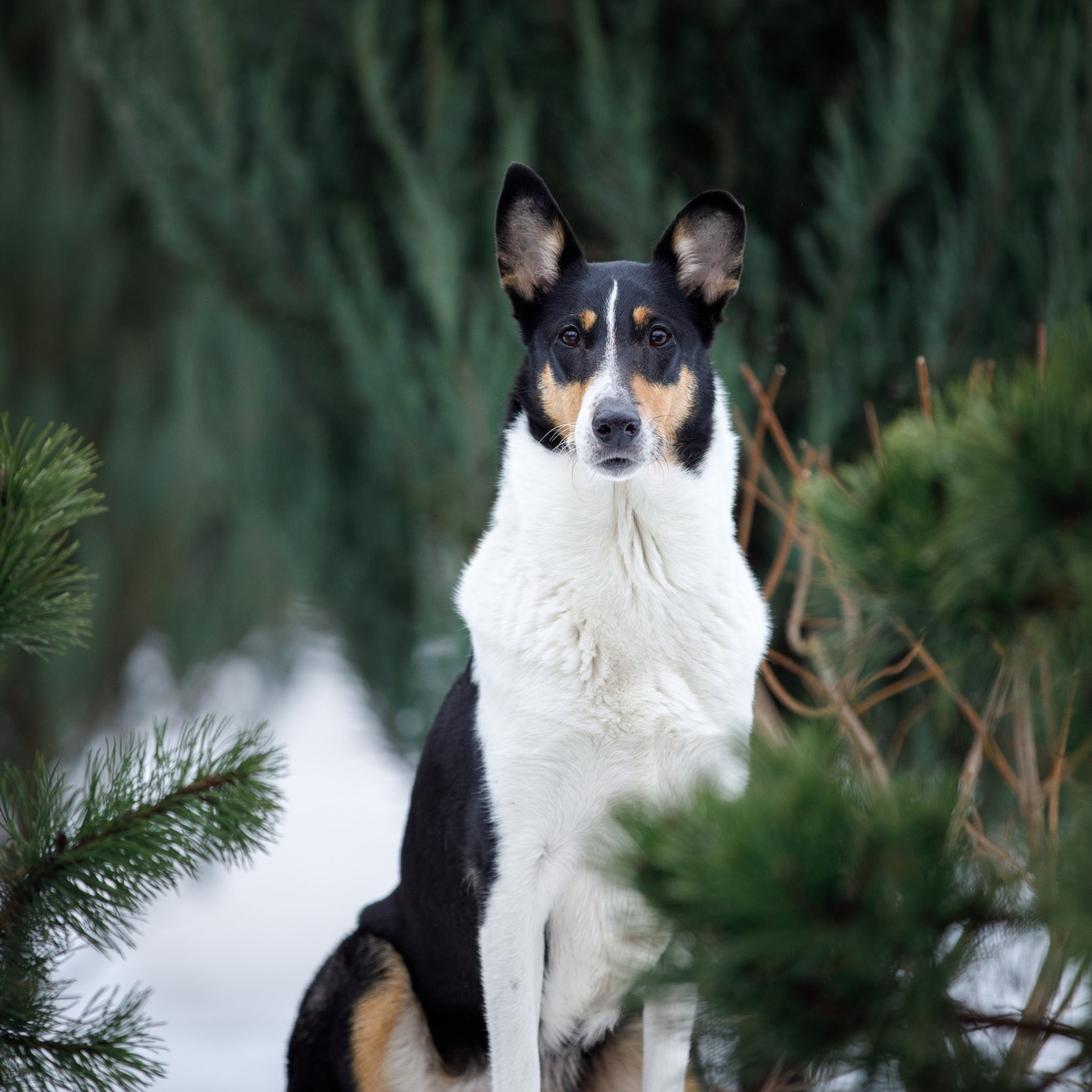 Миша и Плюша