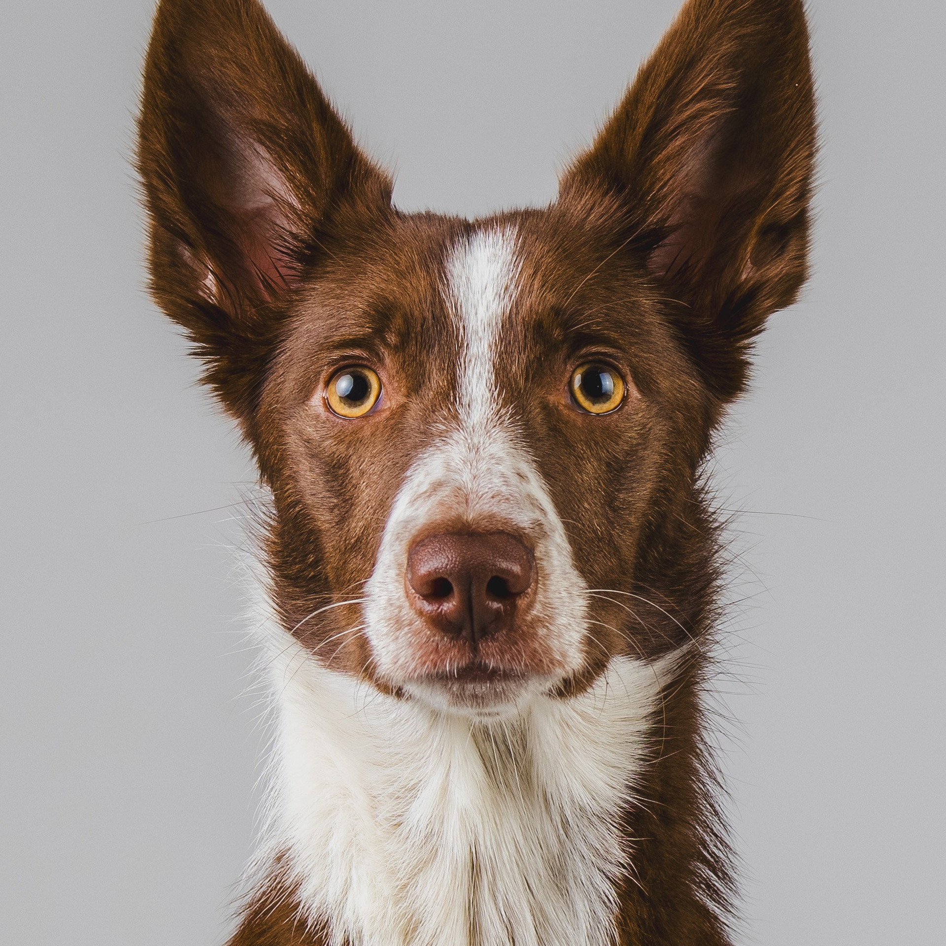 Воркшоп по импульсному свету