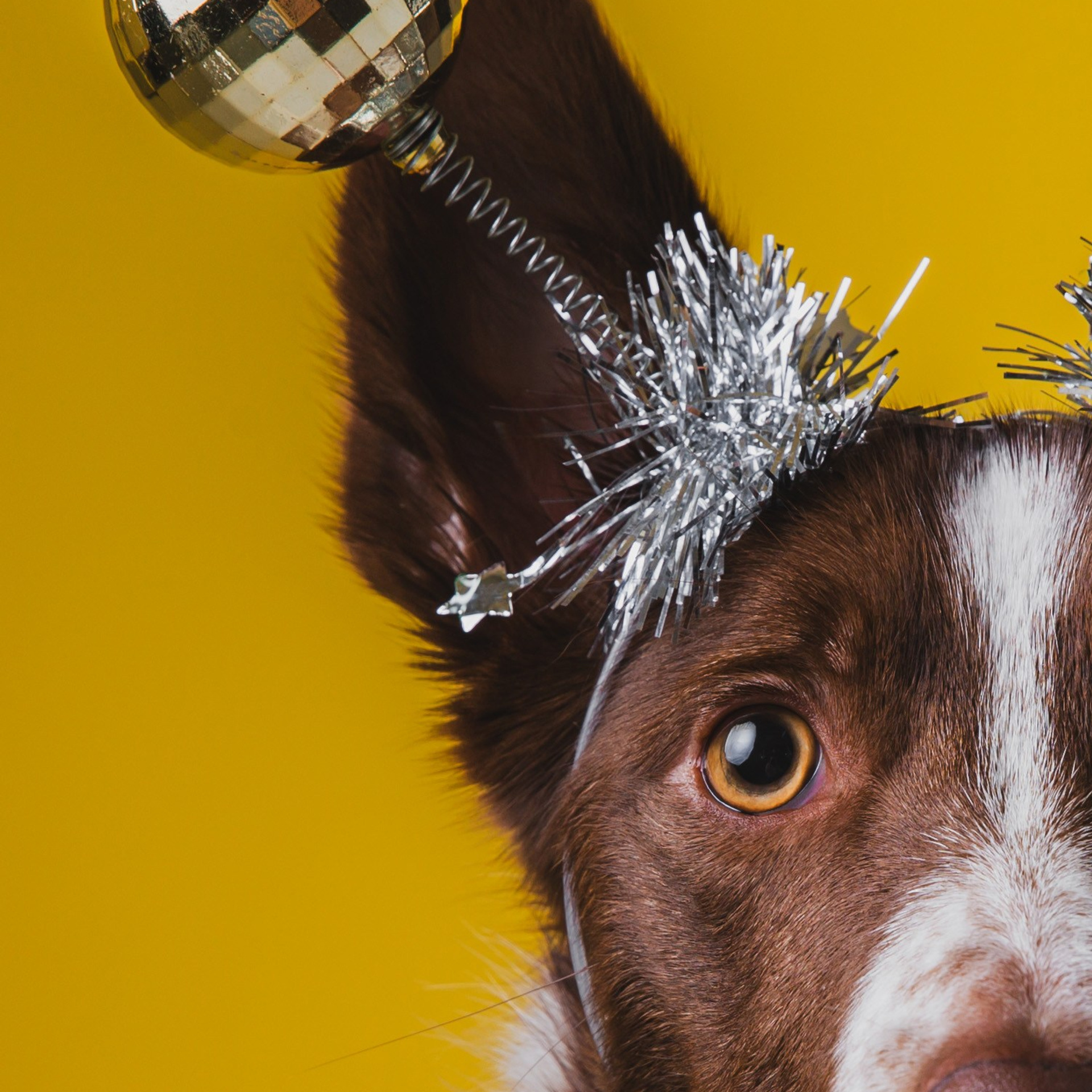 Воркшоп по импульсному свету