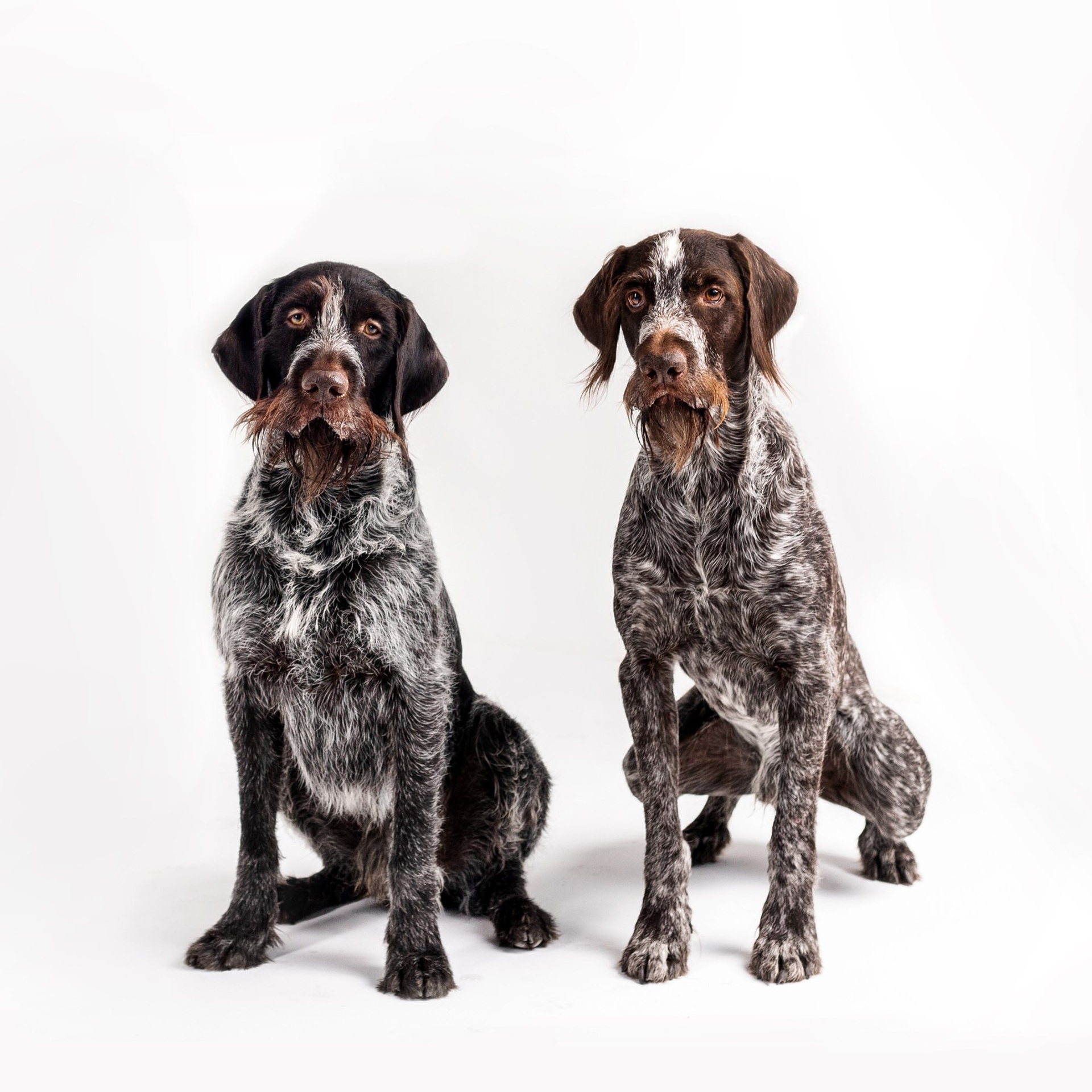 Отзывы о работе фотографа-анималиста или зоофотографа, Москва