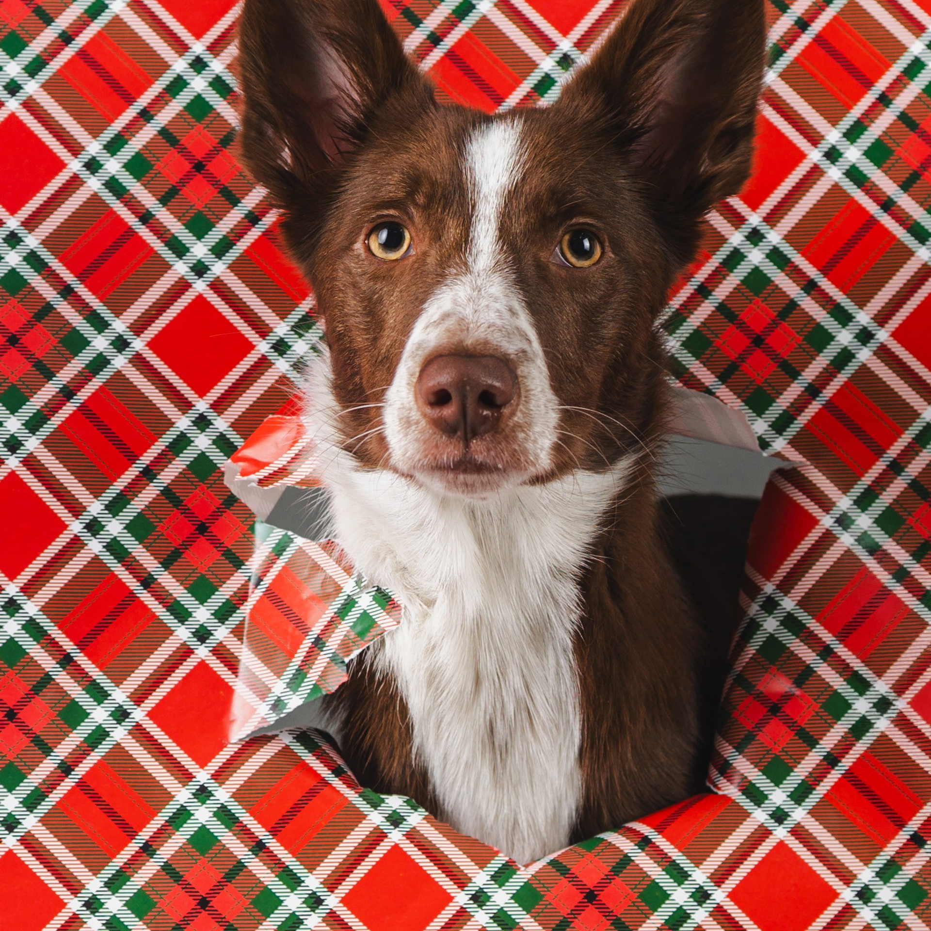 Воркшоп по импульсному свету