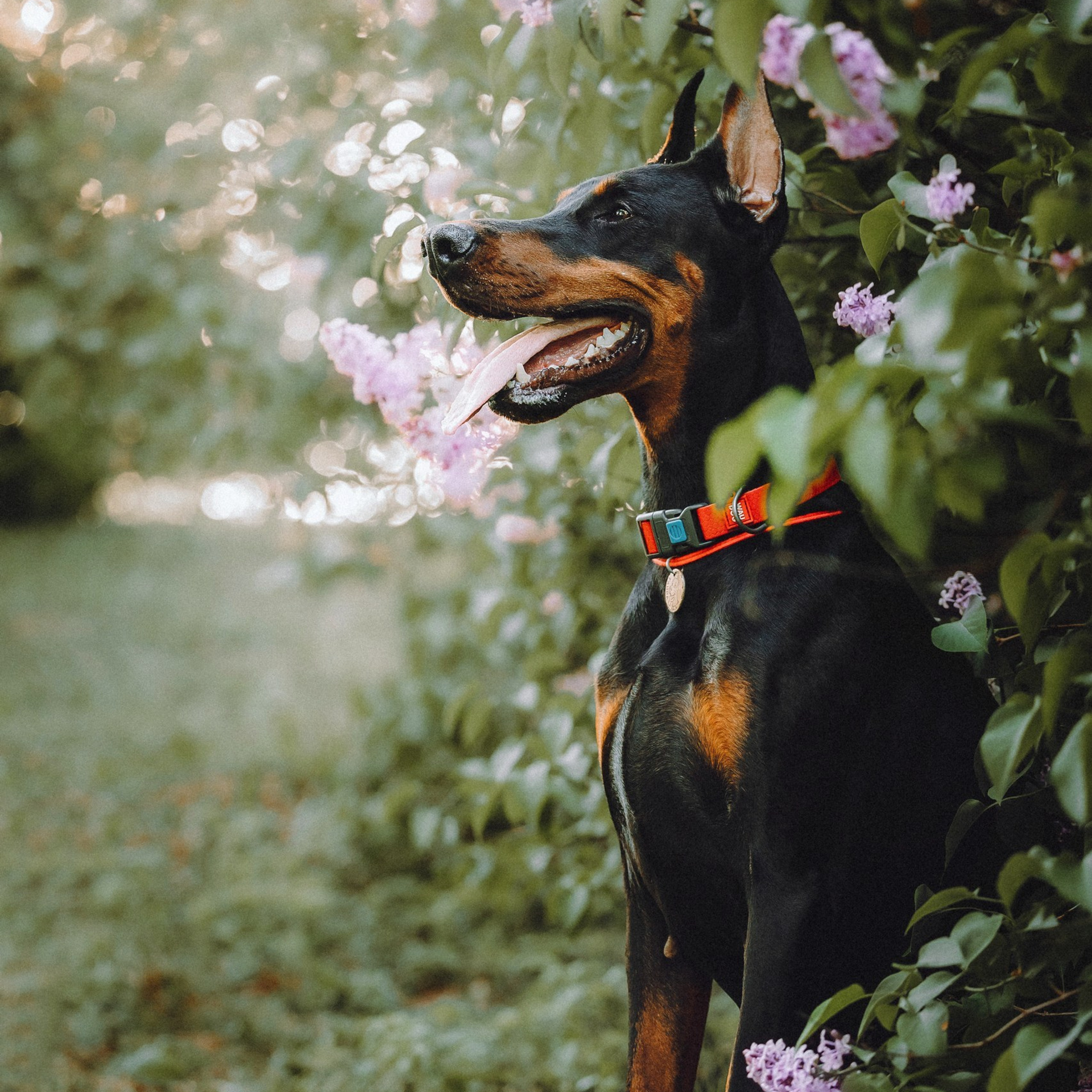 Отзывы о работе фотографа-анималиста или зоофотографа, Москва
