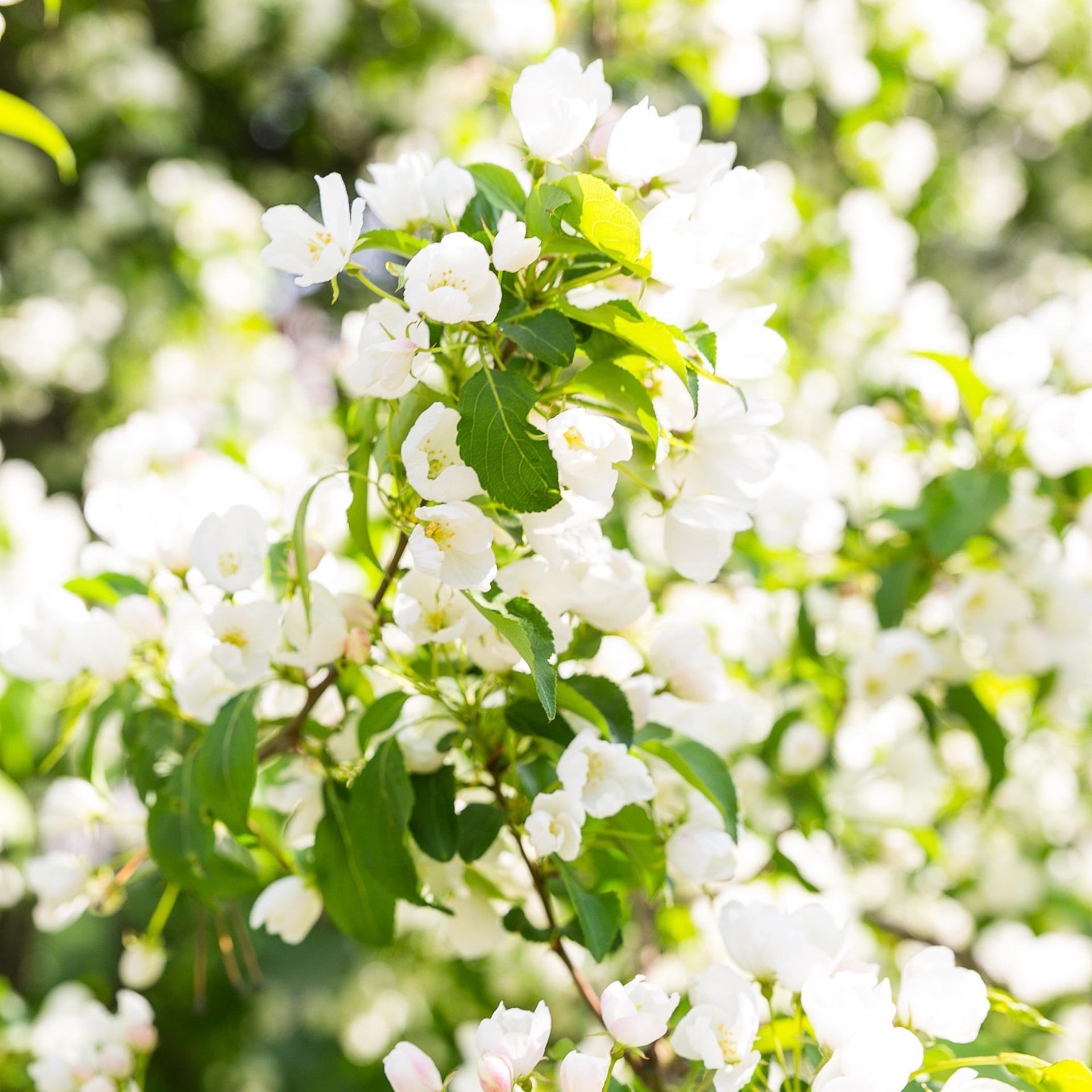 Отзывы фуд-фотограф Оксана Павлова. Рекламная и food съемка в Екатеринбурге Оксана Павлова