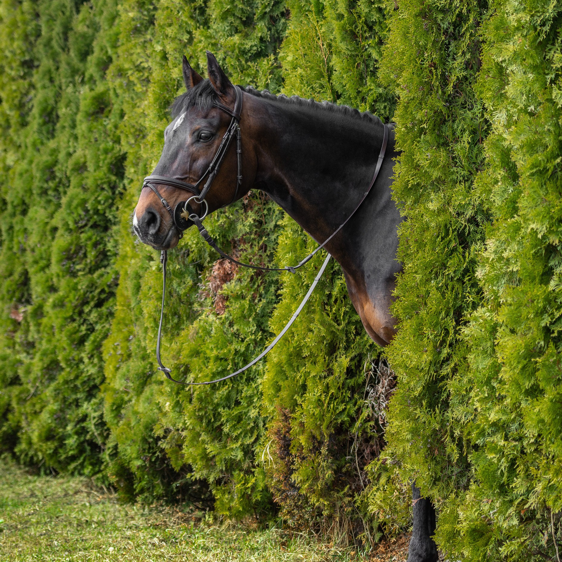 Портреты лошадей