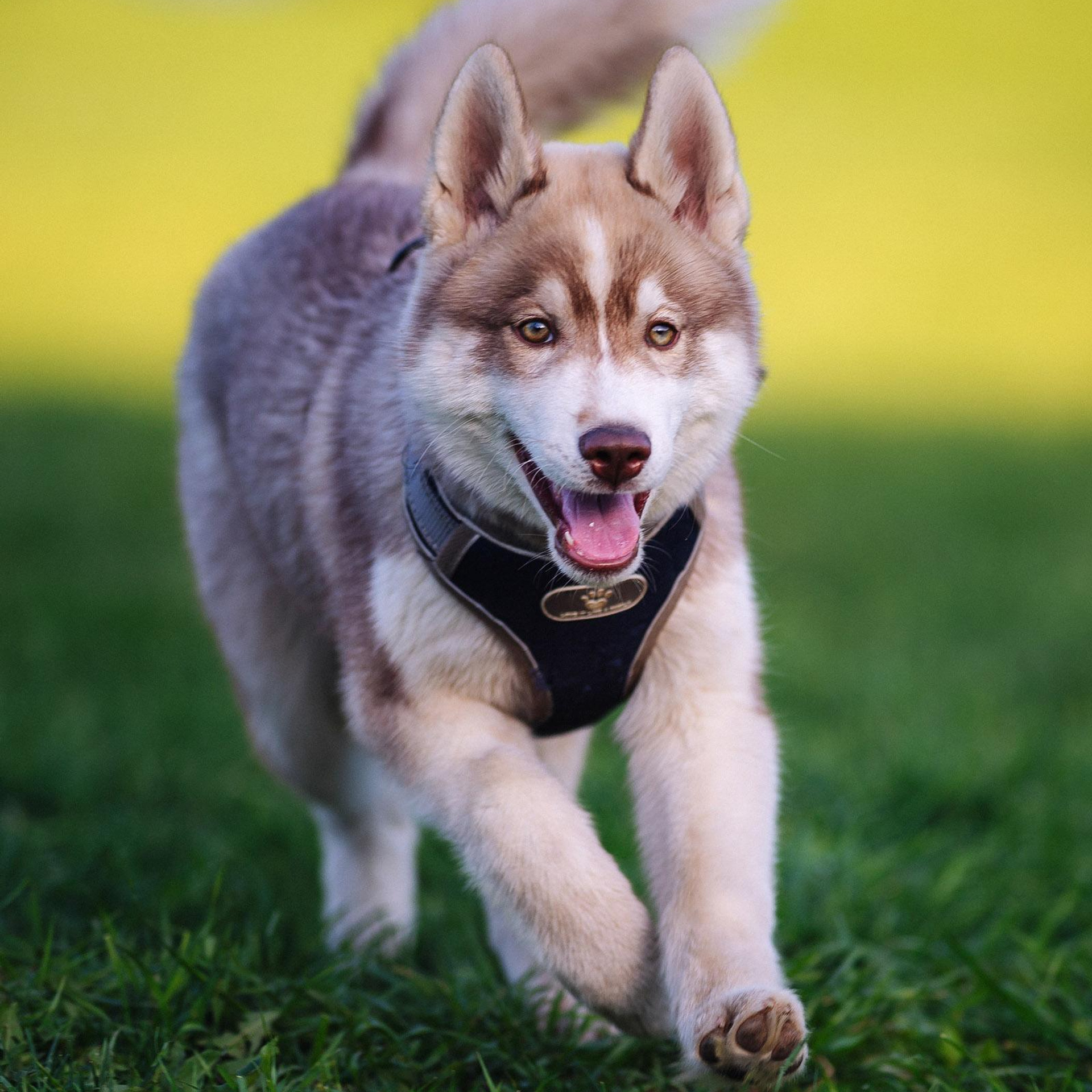 Анималистика (Собаки)