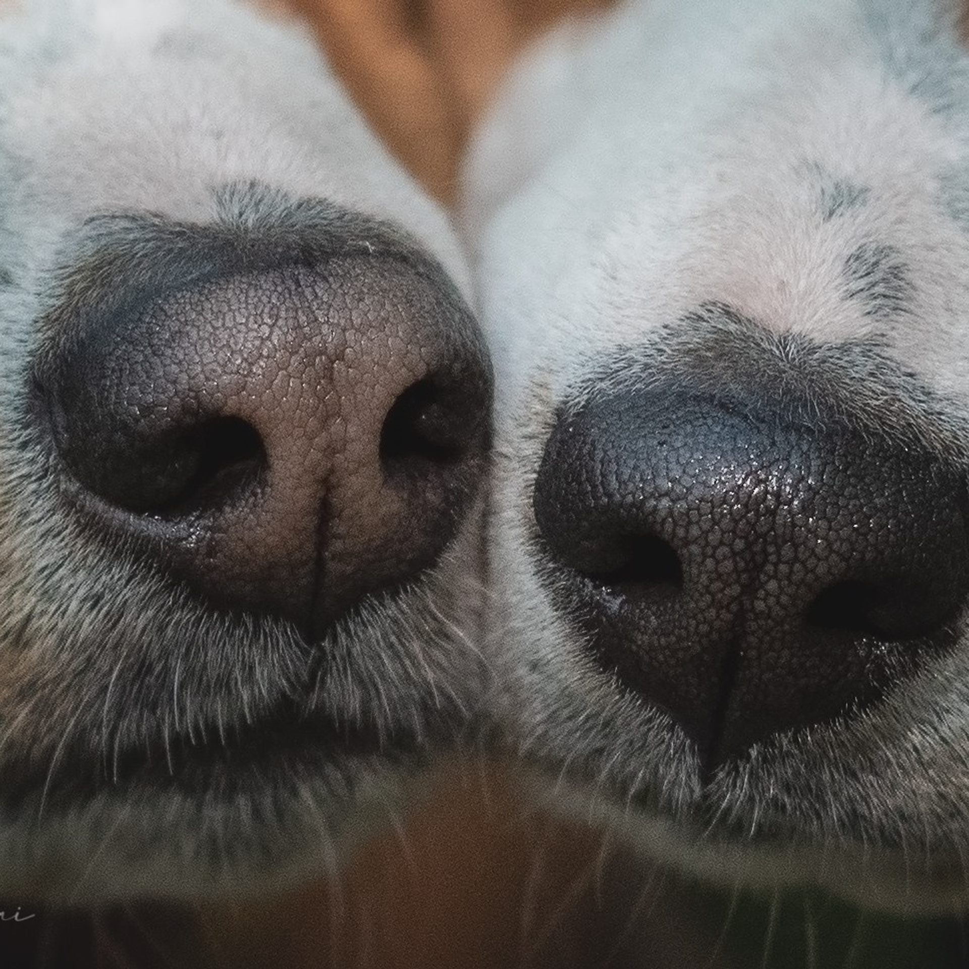 Два неугомонных бассенджи — Ива и Икс.