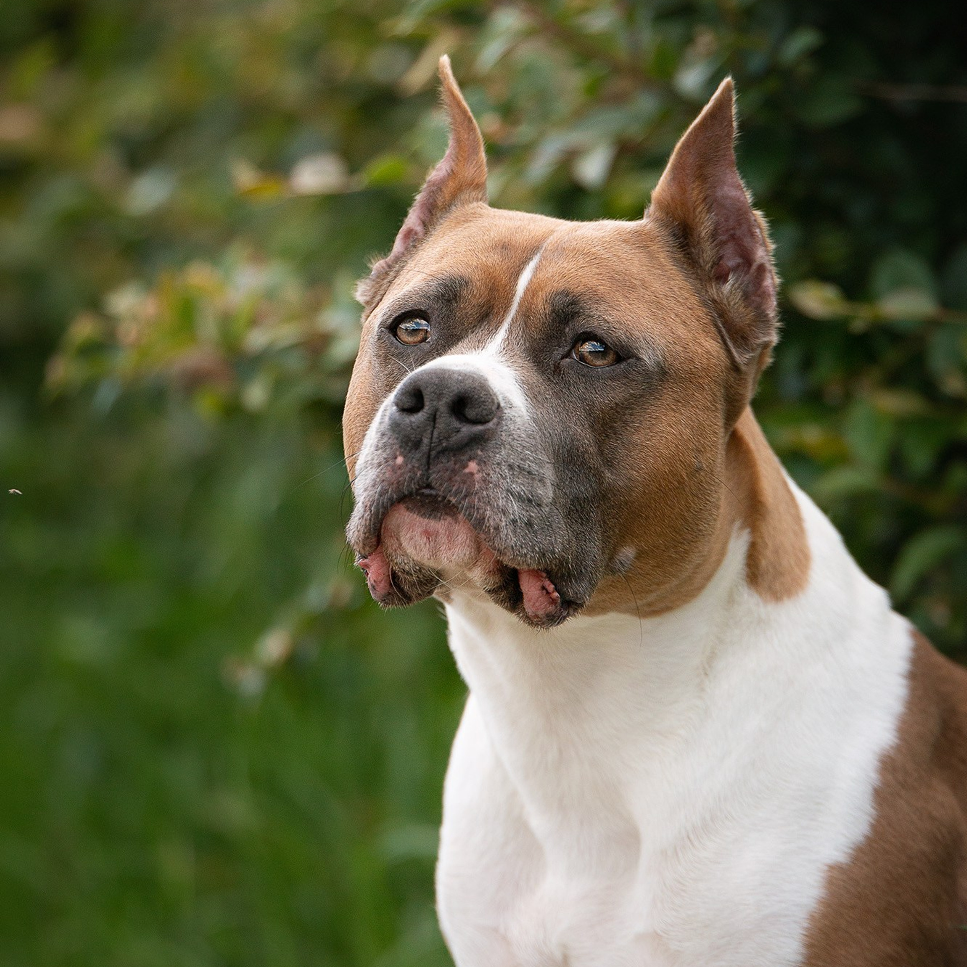 Отзывы. Фотограф анималист, семейный фотограф, фотограф собак Комратова Мария. г. Москва