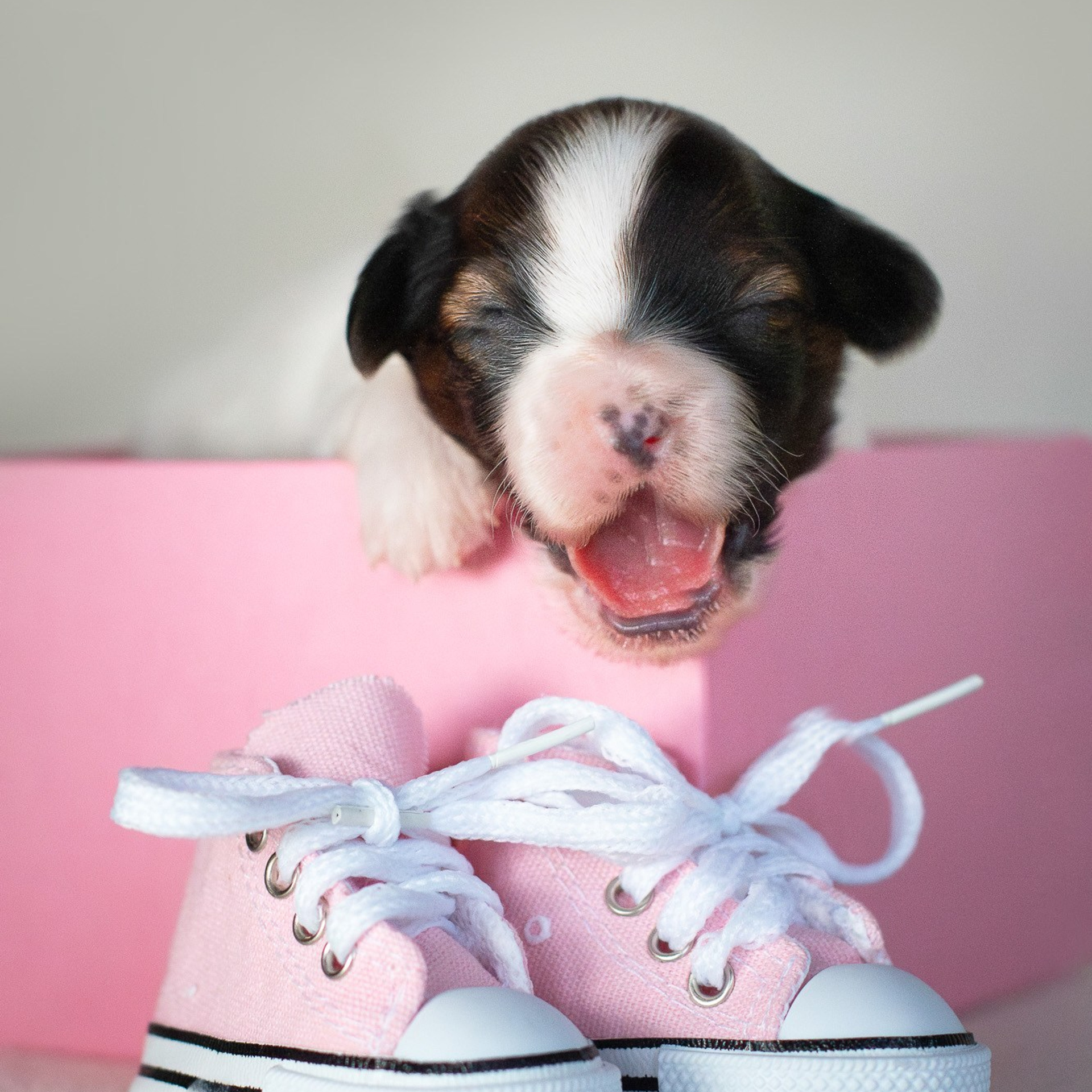 Отзывы. Фотограф анималист, семейный фотограф, фотограф собак Комратова Мария. г. Москва