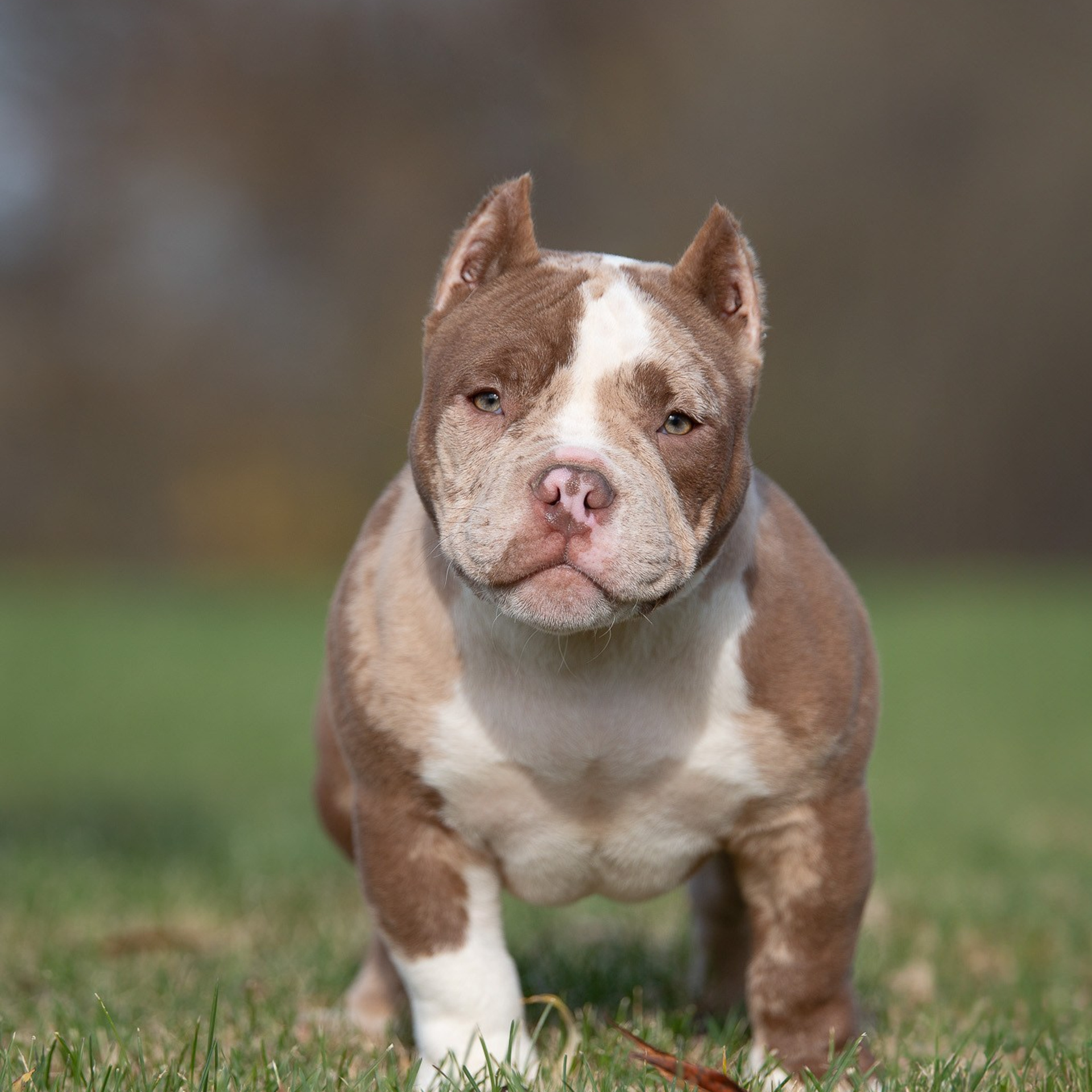 Американский Булли