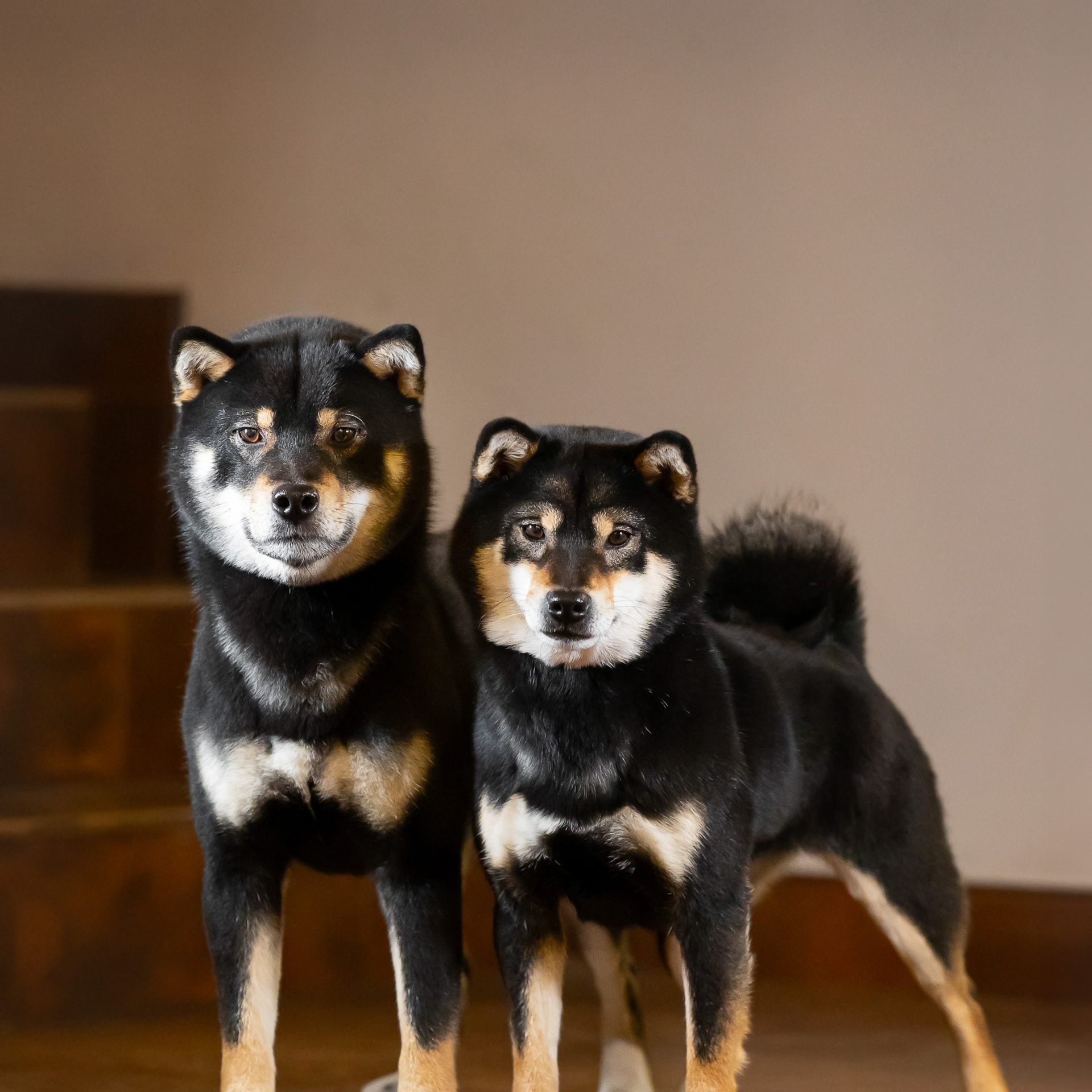 Отзывы. Фотограф анималист, семейный фотограф, фотограф собак Комратова Мария. г. Москва