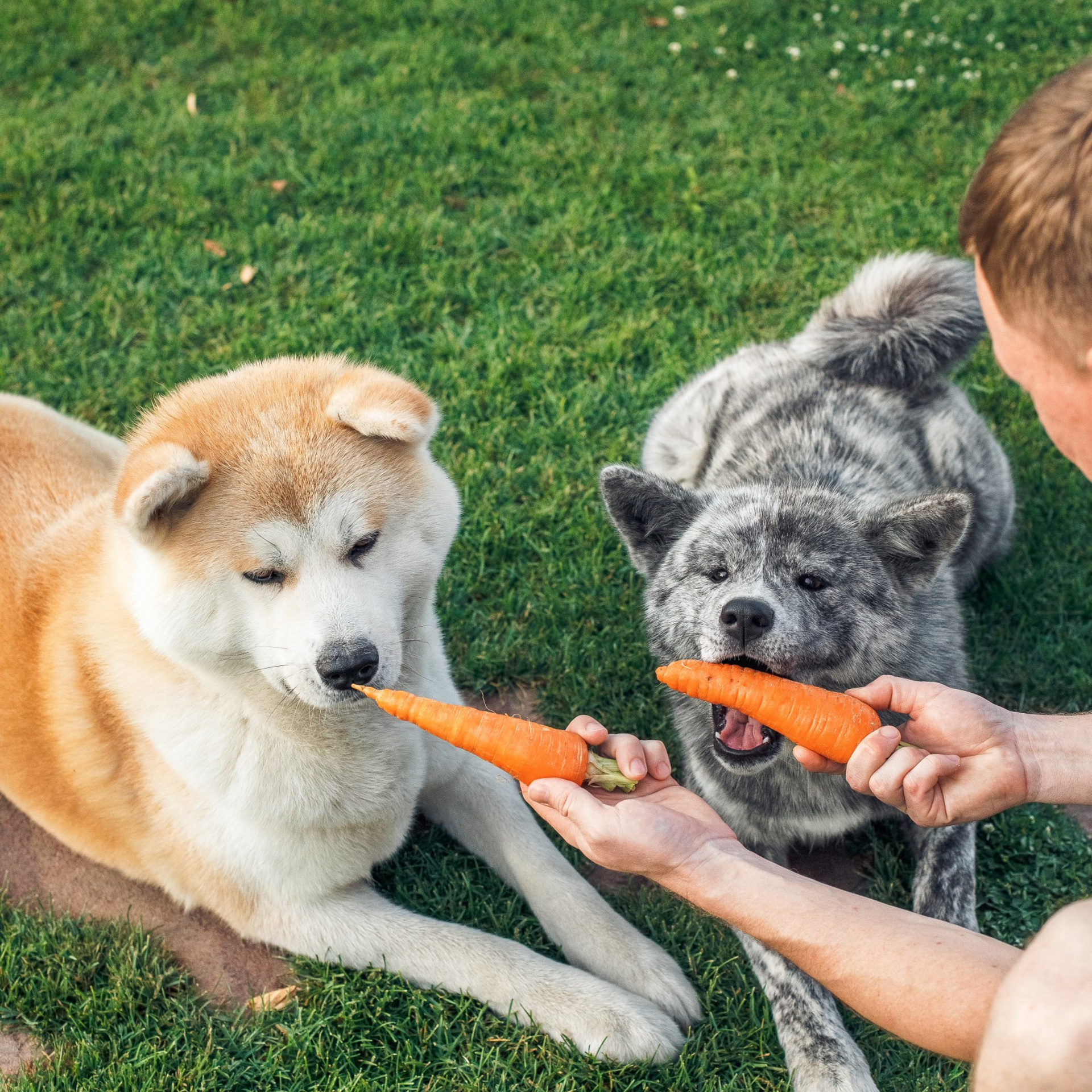 Ханна и Хитоши