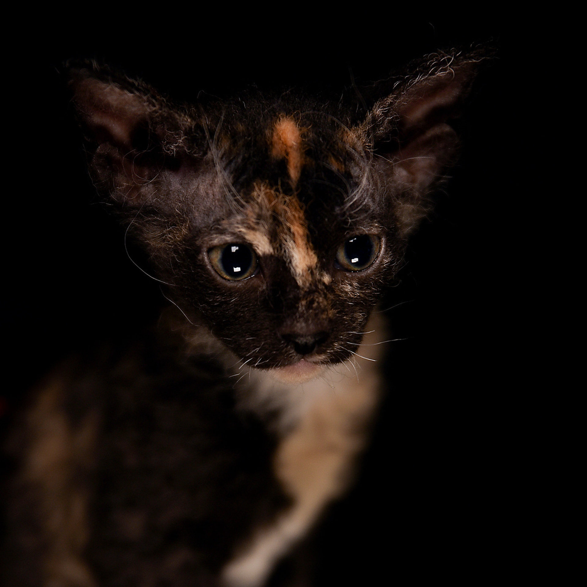 Фотосессия животных. Татьяна Кам Арт - фотограф Ангарска