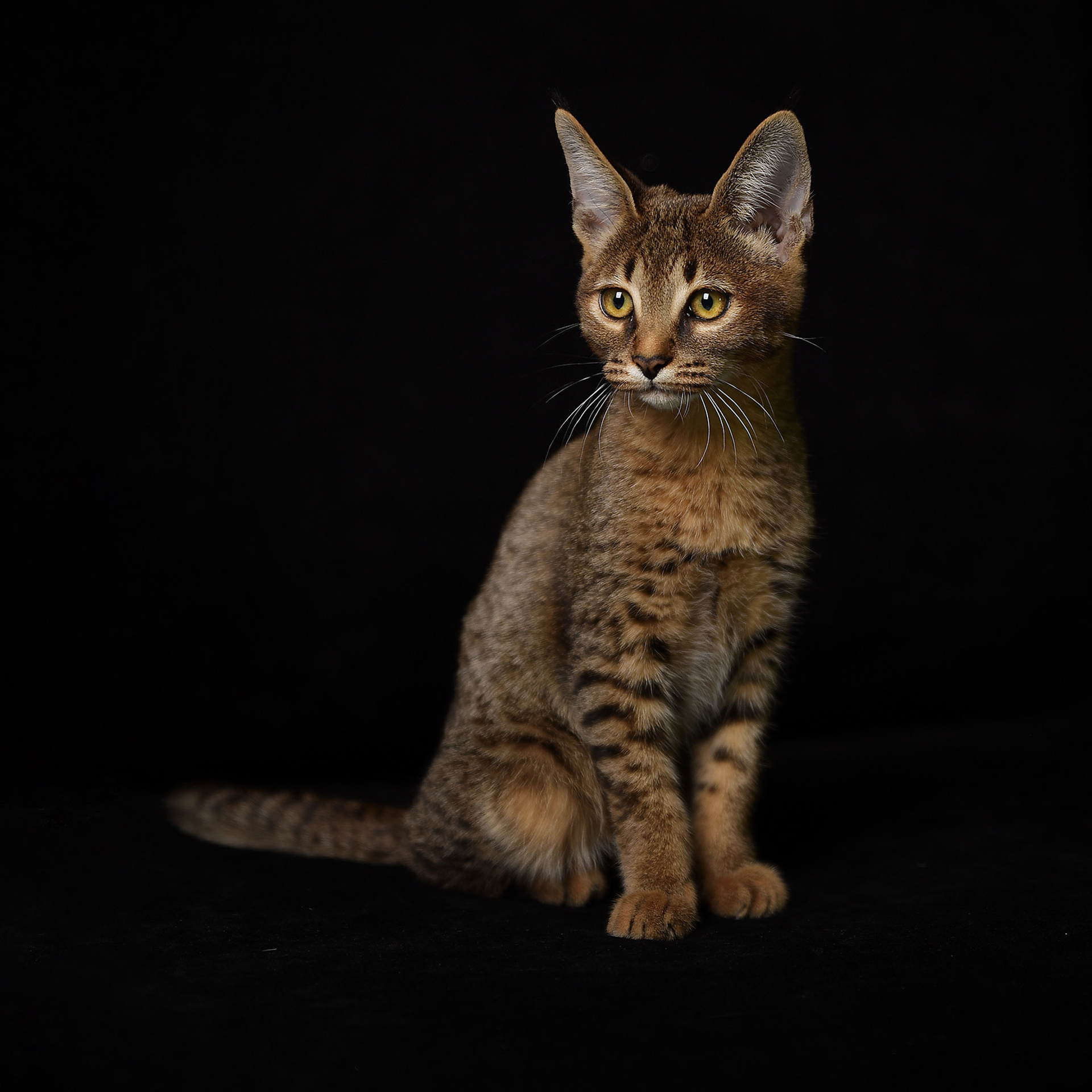 Отзывы. Татьяна Кам Арт - фотограф Ангарска