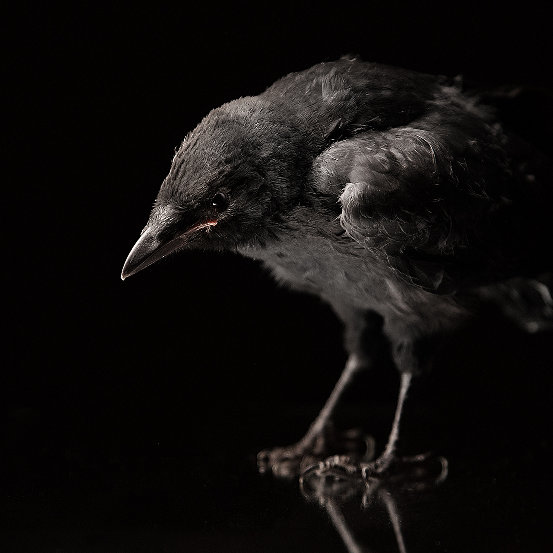 Фотосессия животных. Татьяна Кам Арт - фотограф Ангарска