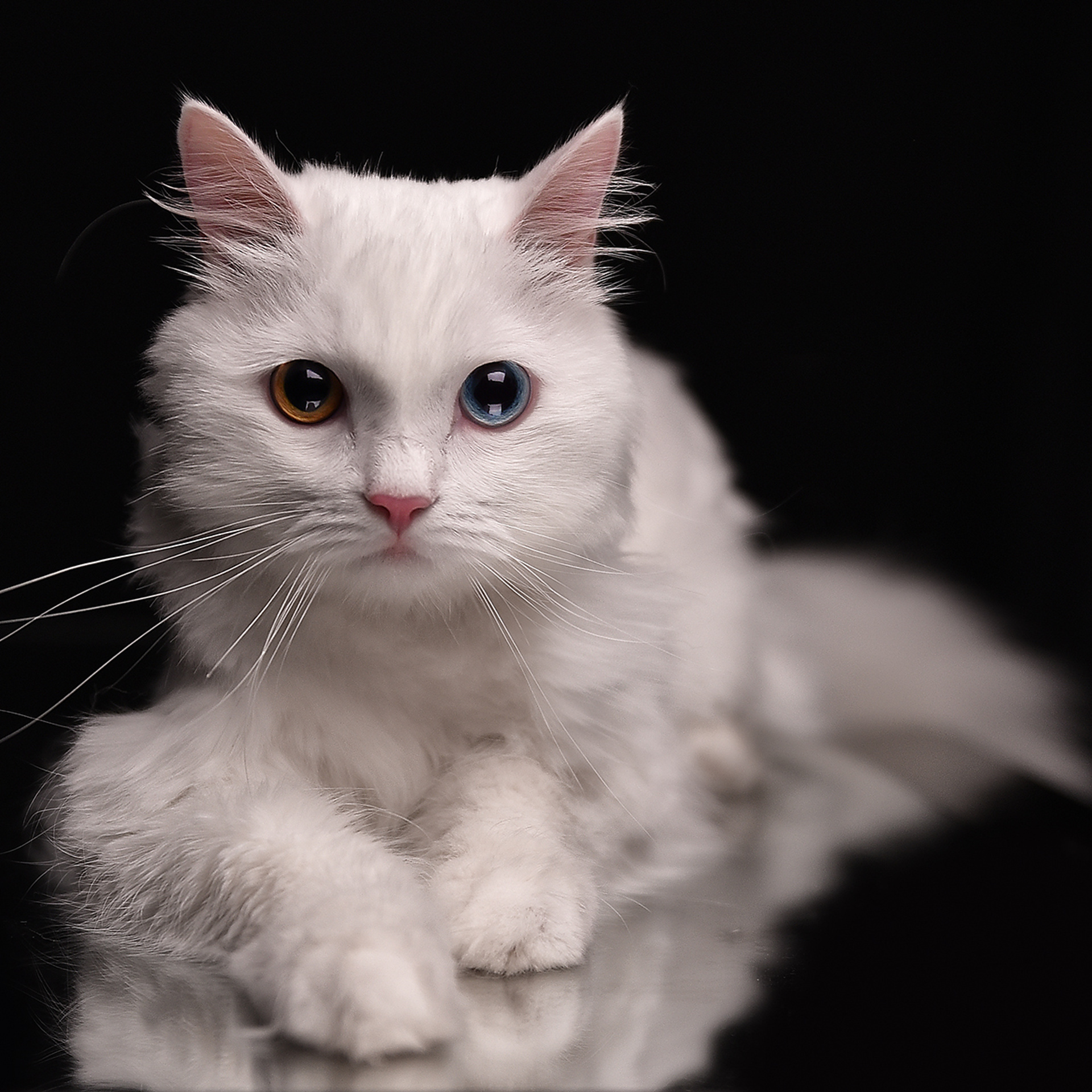 Фотосессия животных. Татьяна Кам Арт - фотограф Ангарска