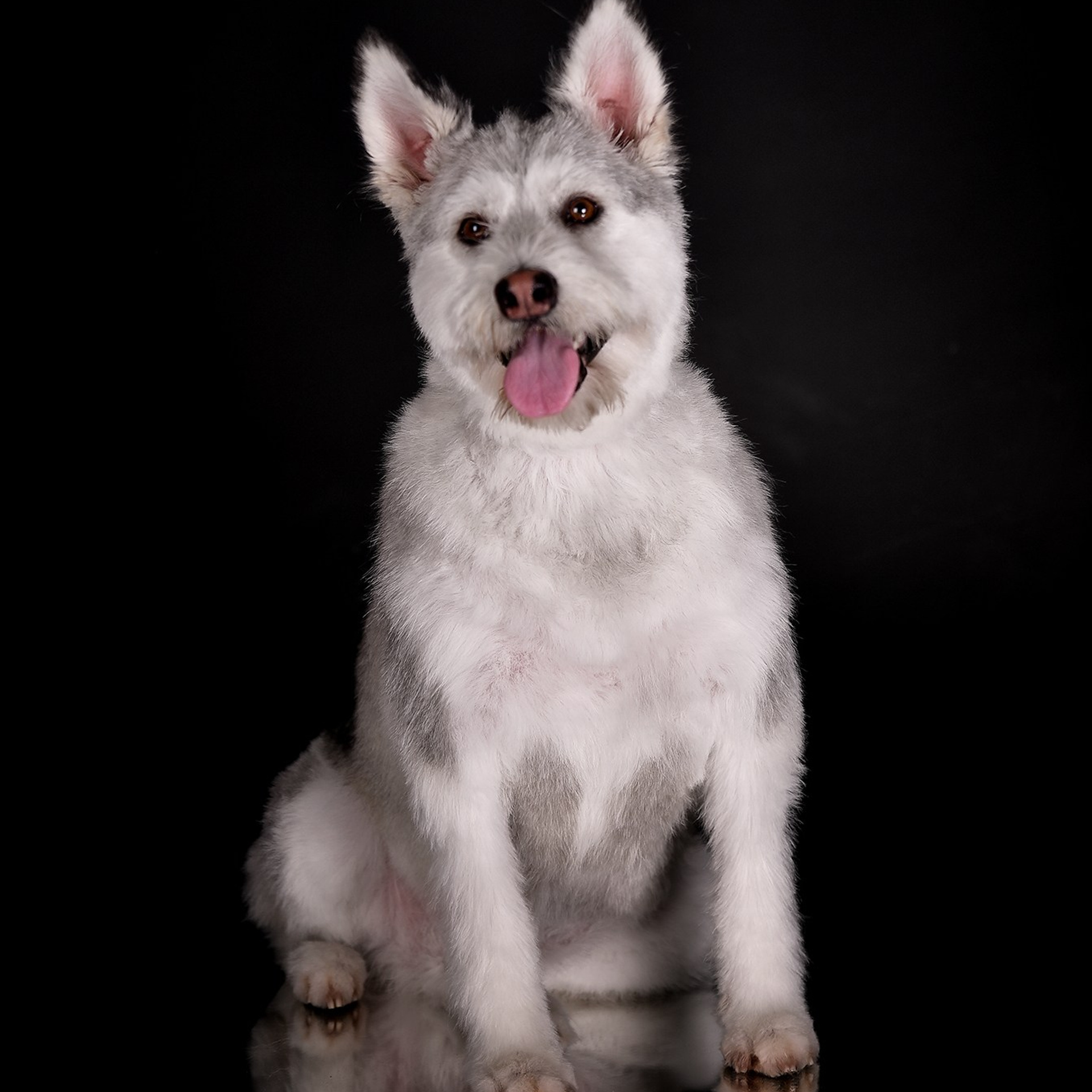 Фотосессия животных. Татьяна Кам Арт - фотограф Ангарска