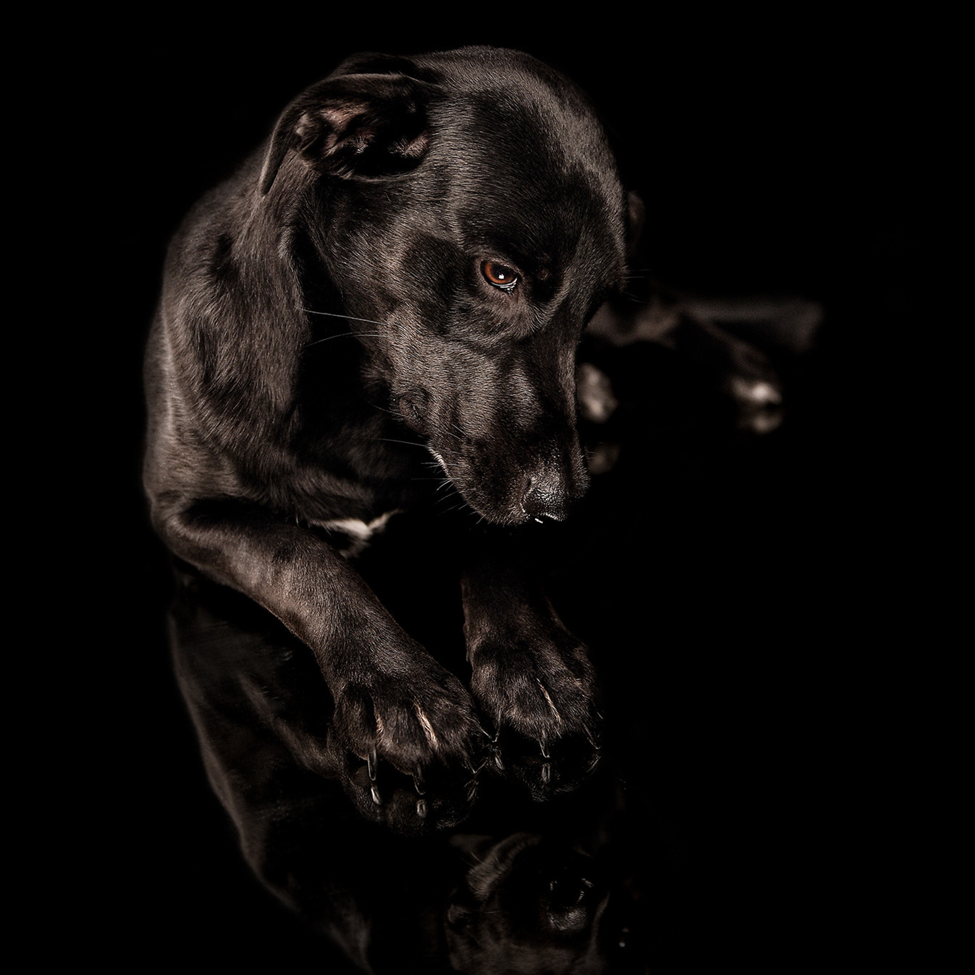 Фотосессия животных. Татьяна Кам Арт - фотограф Ангарска