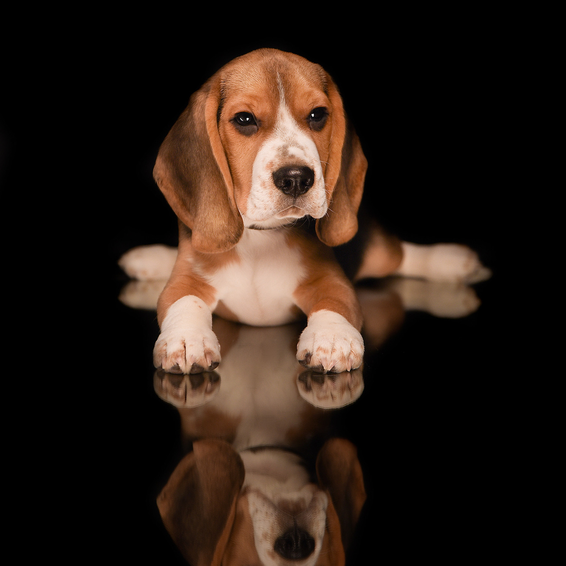 Фотосессия животных. Татьяна Кам Арт - фотограф Ангарска