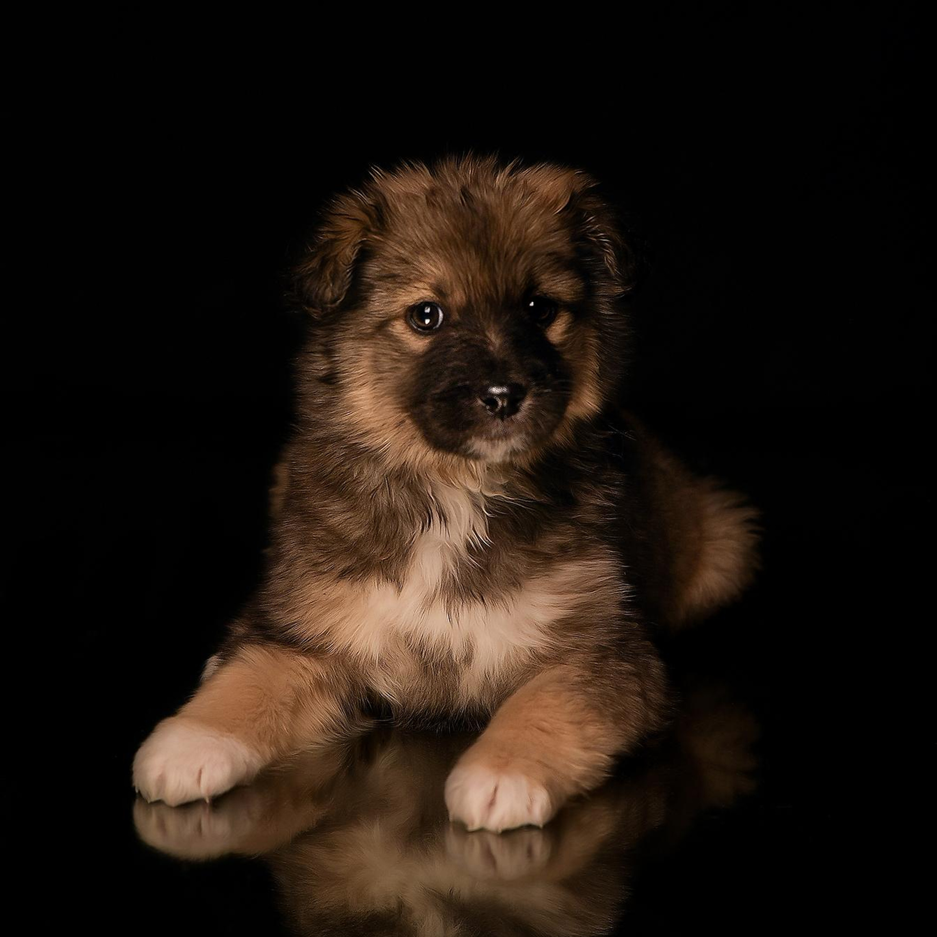 Фотосессия животных. Татьяна Кам Арт - фотограф Ангарска