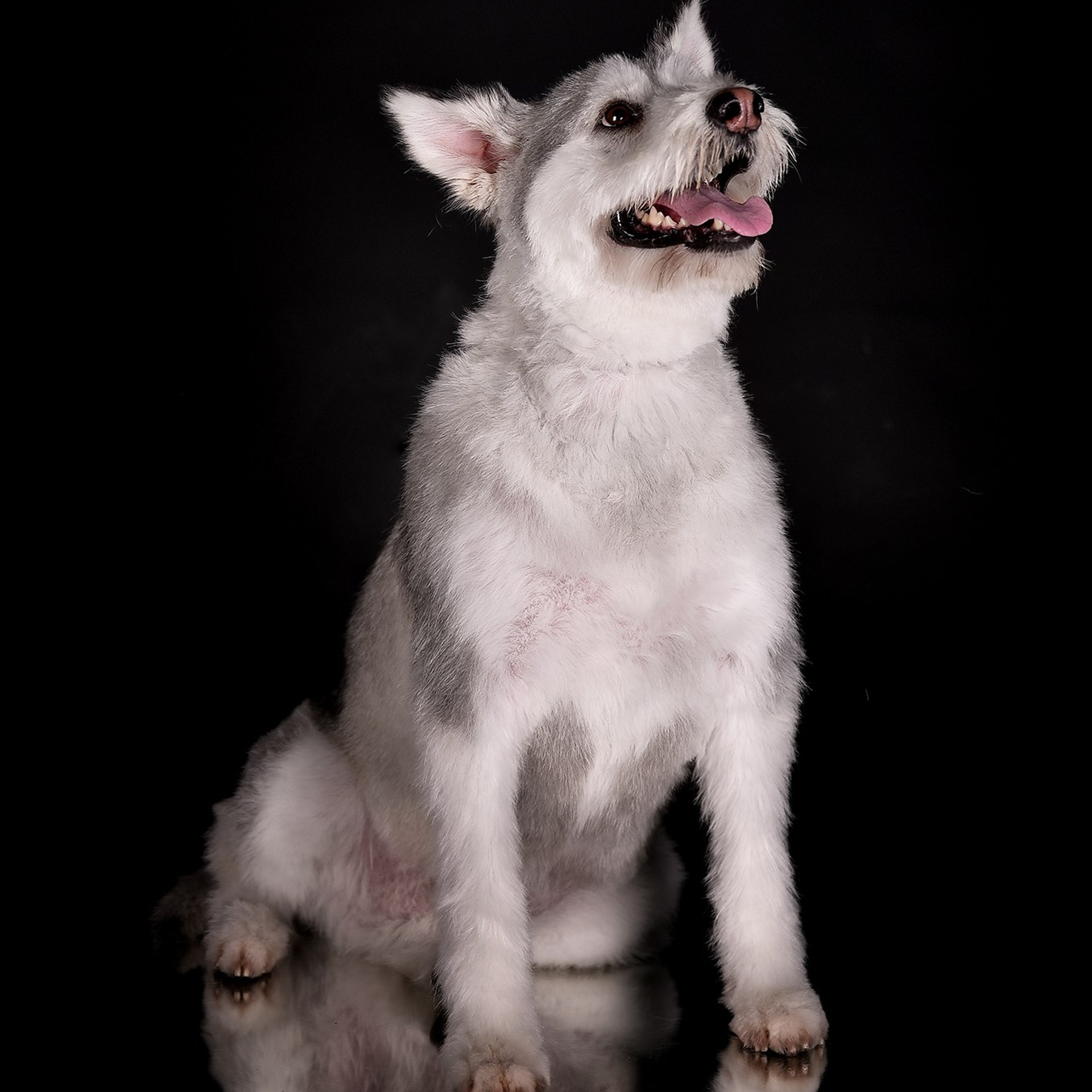 Фотосессия животных. Татьяна Кам Арт - фотограф Ангарска