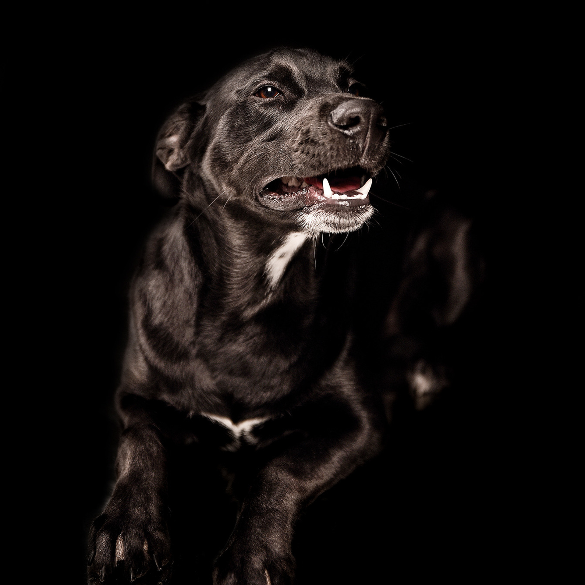 Фотосессия животных. Татьяна Кам Арт - фотограф Ангарска