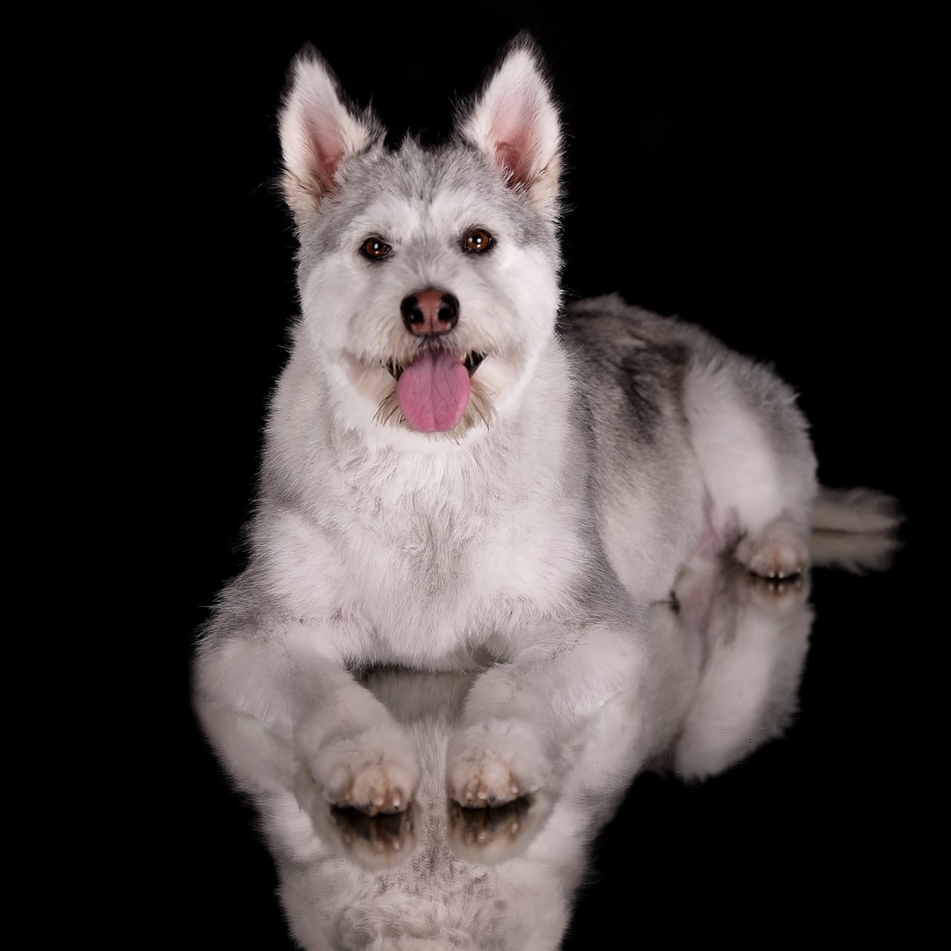 Фотосессия животных. Татьяна Кам Арт - фотограф Ангарска