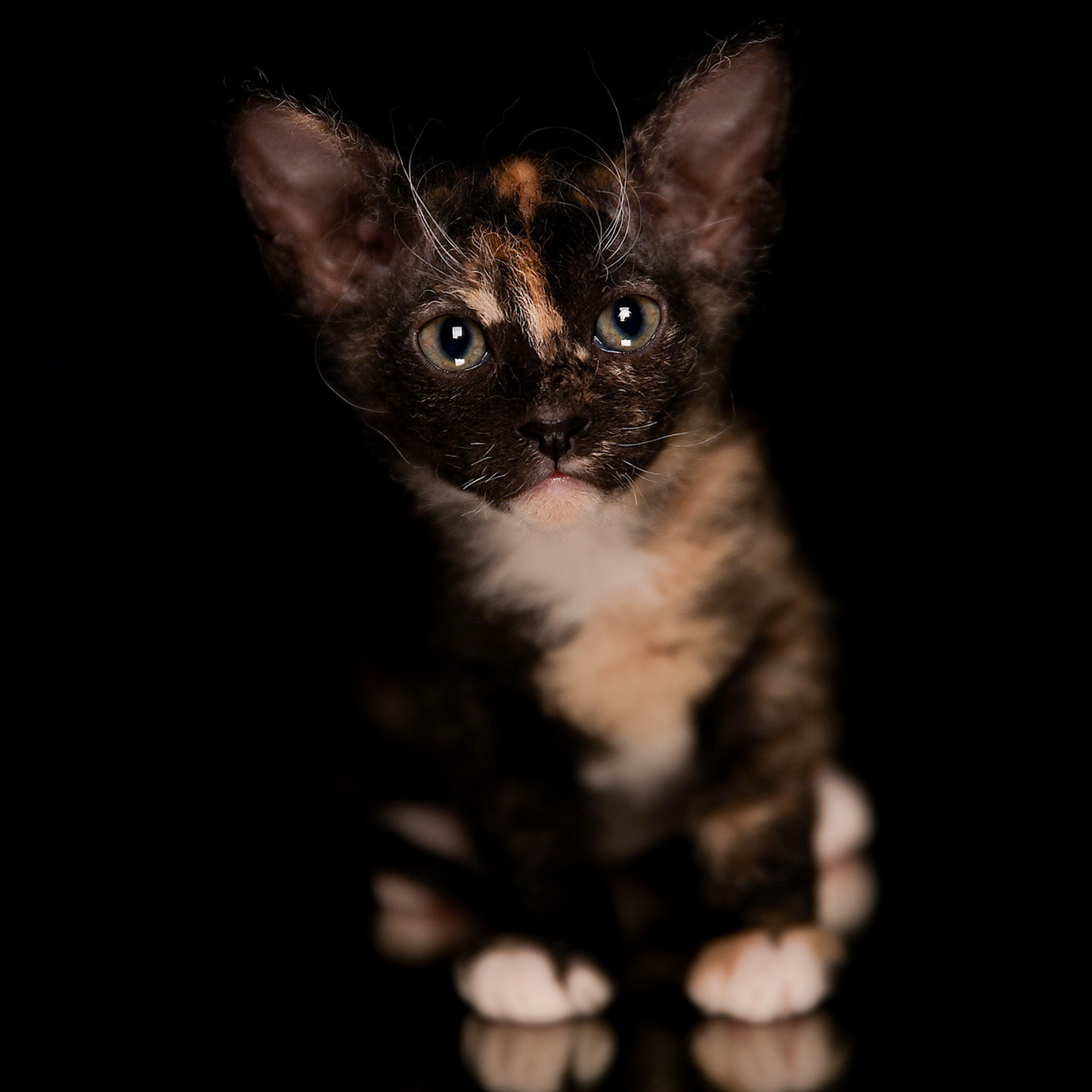 Фотосессия животных. Татьяна Кам Арт - фотограф Ангарска