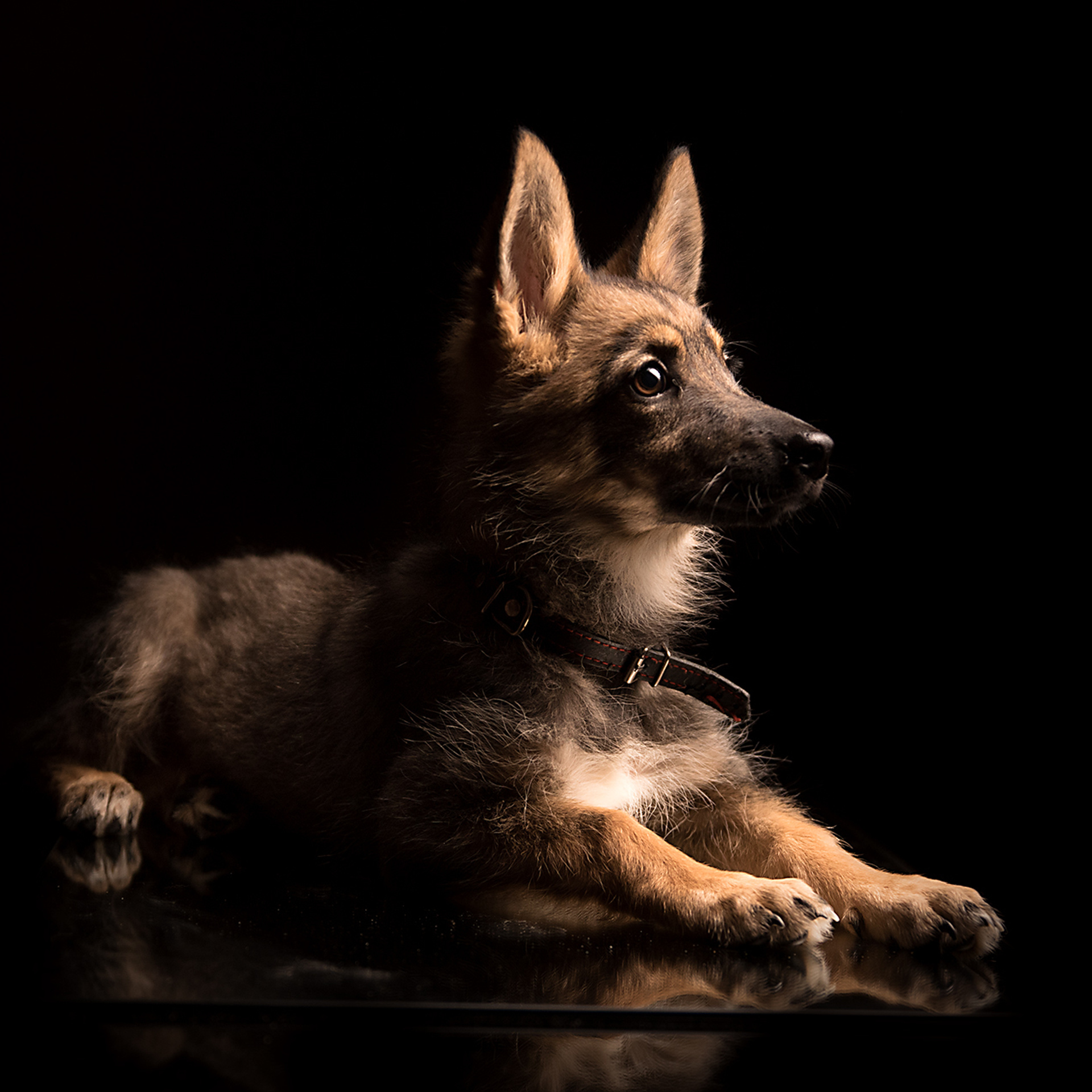 Фотосессия животных. Татьяна Кам Арт - фотограф Ангарска