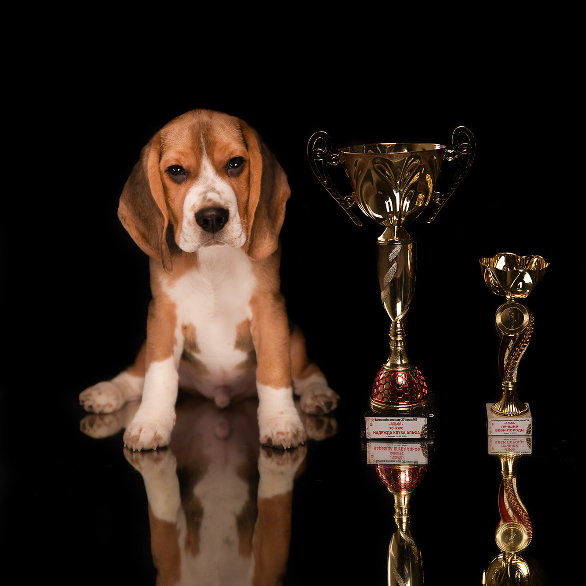 Фотосессия животных. Татьяна Кам Арт - фотограф Ангарска