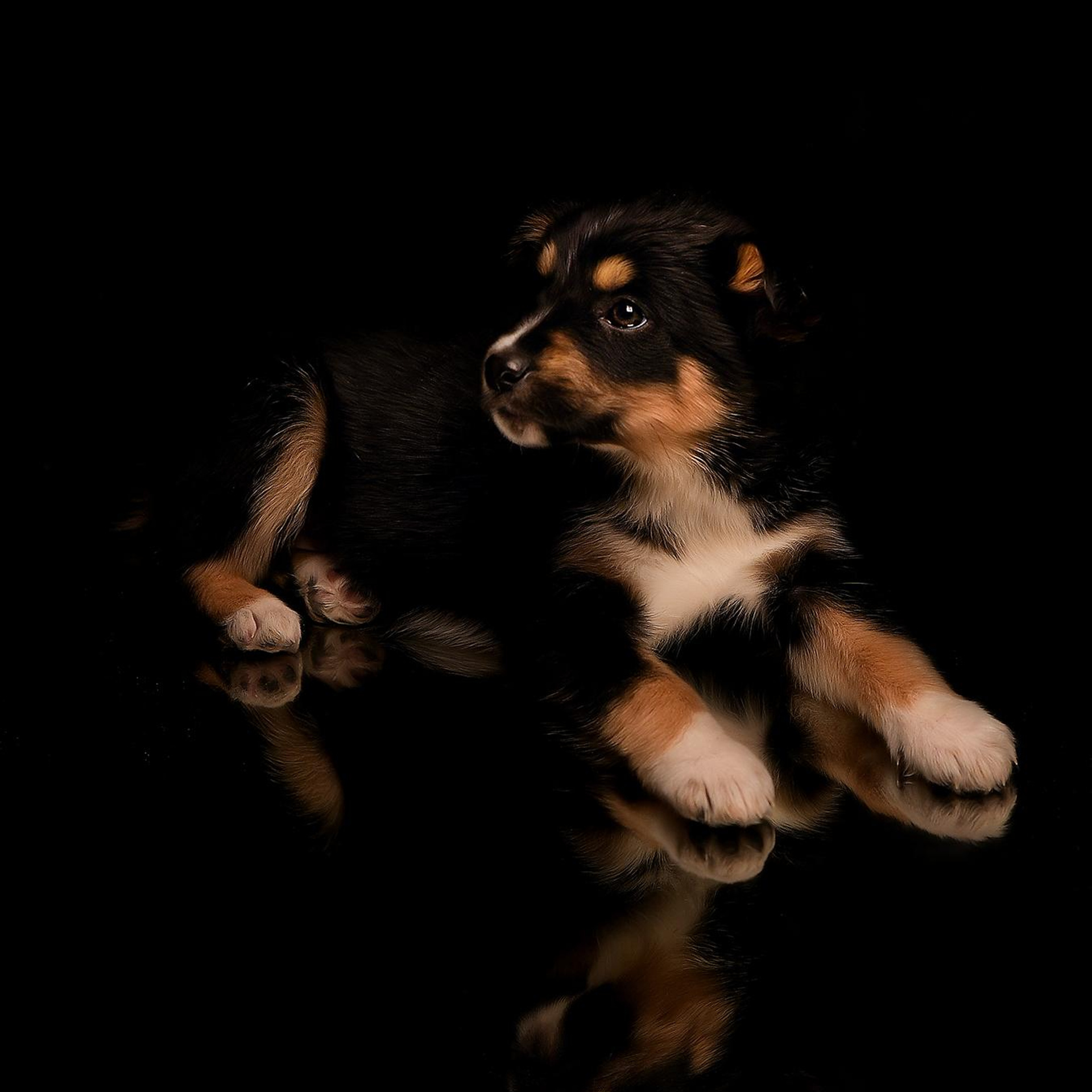 Фотосессия животных. Татьяна Кам Арт - фотограф Ангарска