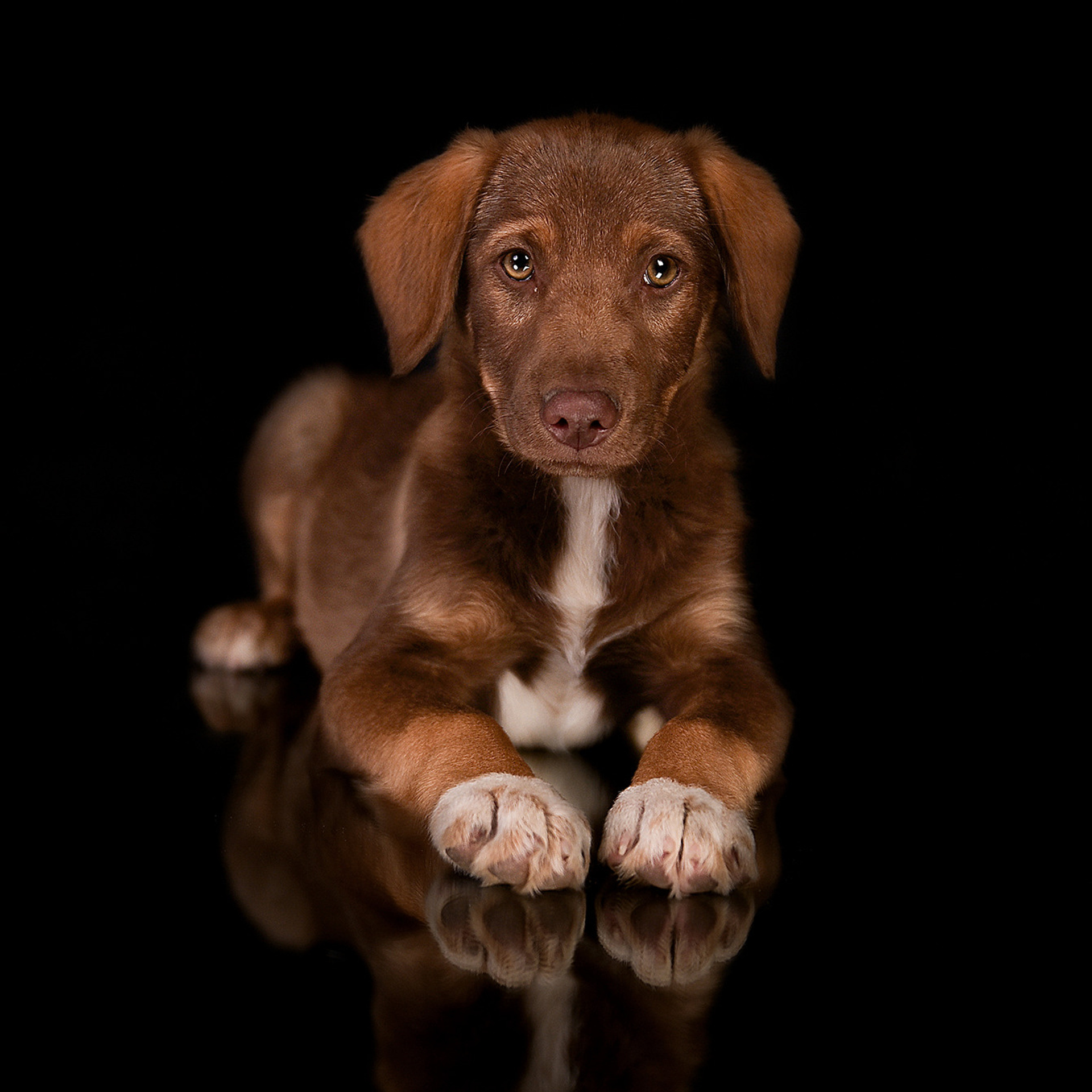 Фотосессия животных. Татьяна Кам Арт - фотограф Ангарска
