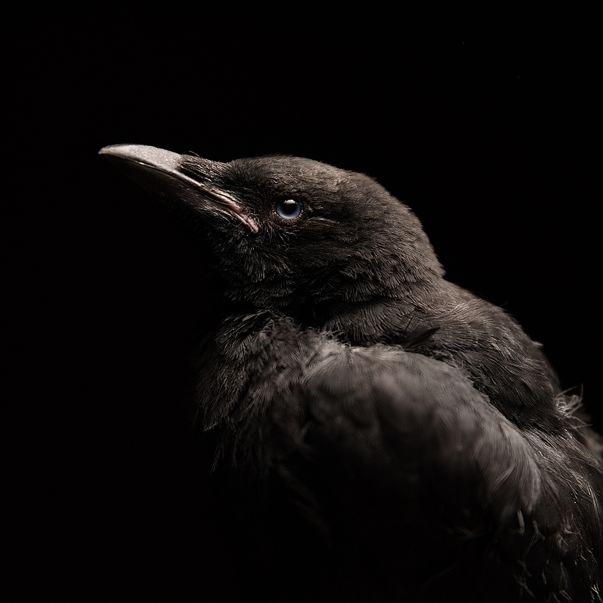 Фотосессия животных. Татьяна Кам Арт - фотограф Ангарска