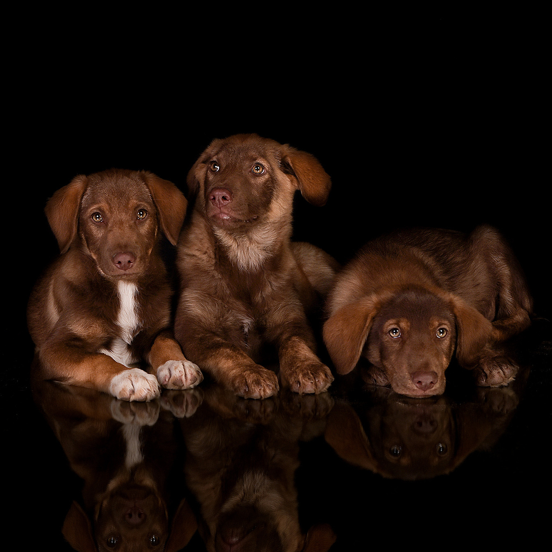 Фотосессия животных. Татьяна Кам Арт - фотограф Ангарска