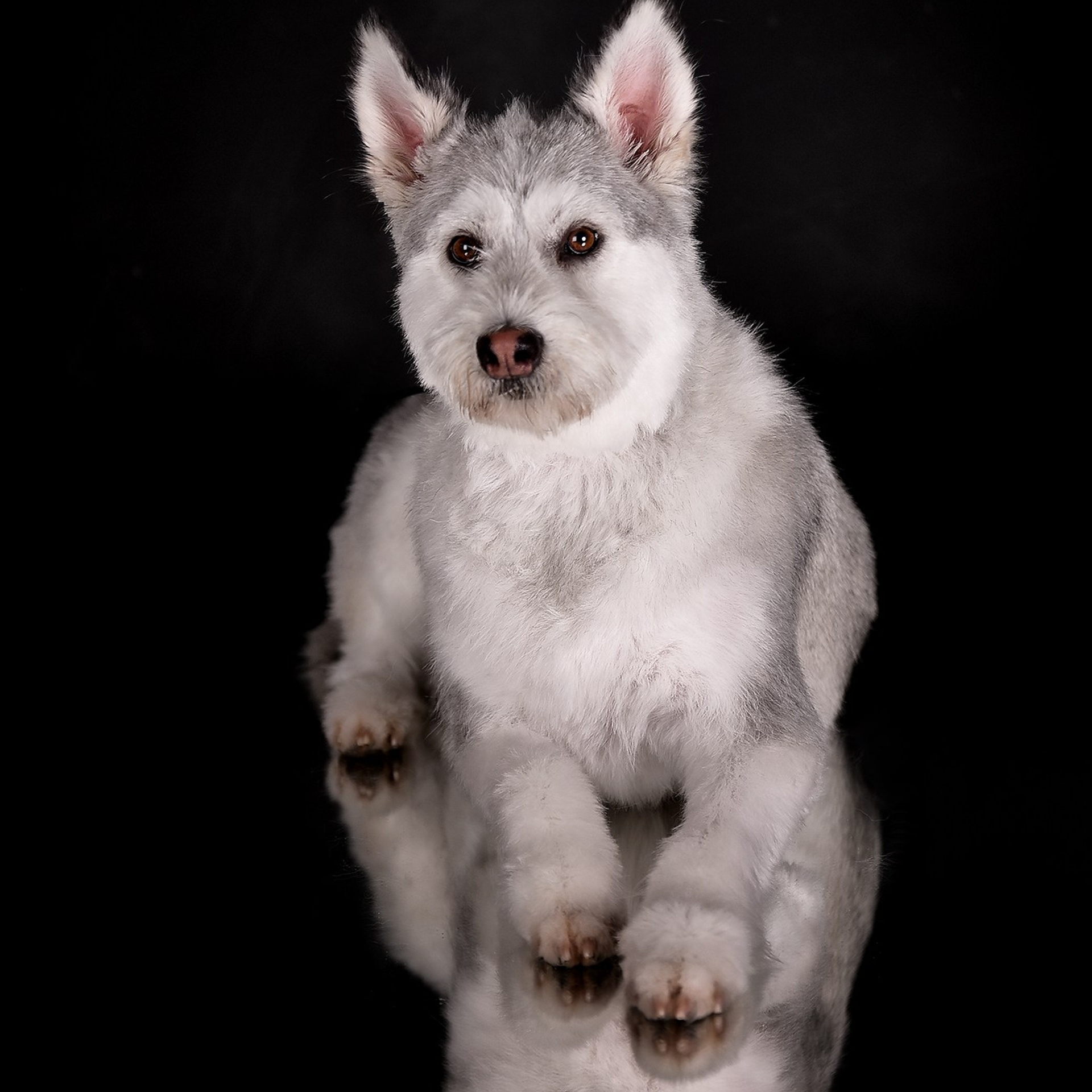 Фотосессия животных. Татьяна Кам Арт - фотограф Ангарска