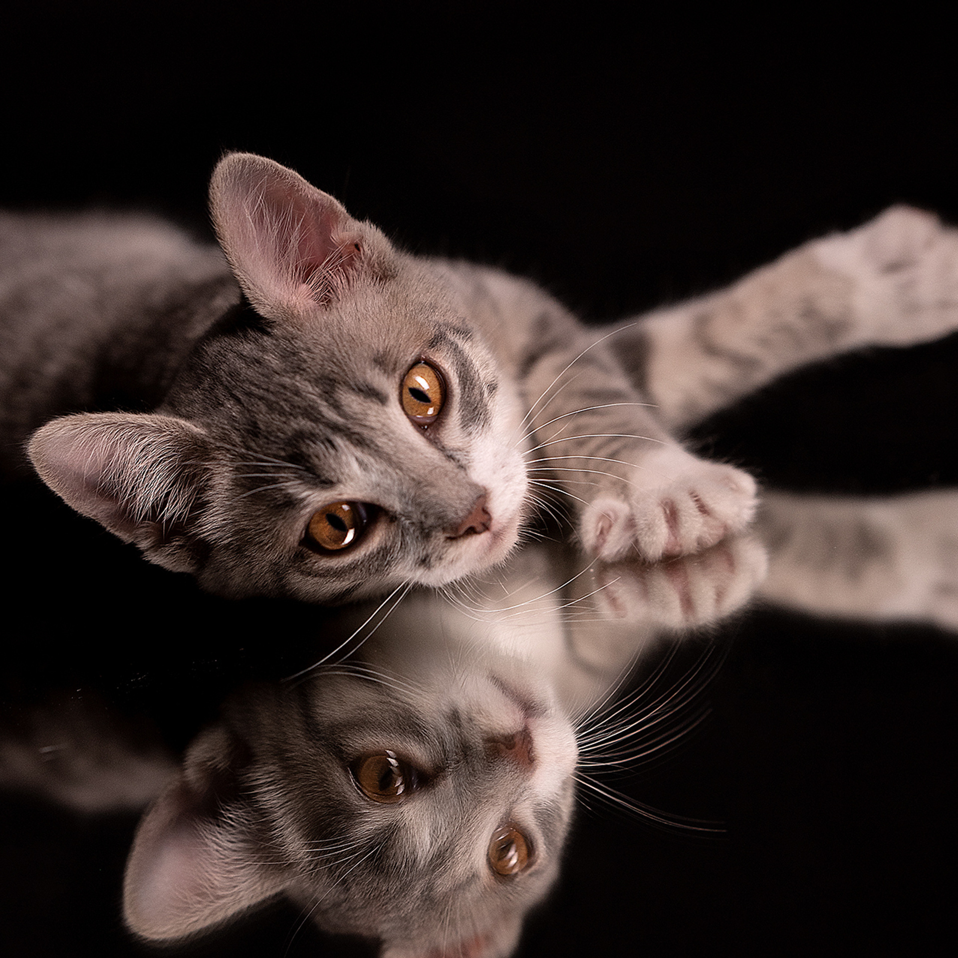 Фотосессия животных. Татьяна Кам Арт - фотограф Ангарска