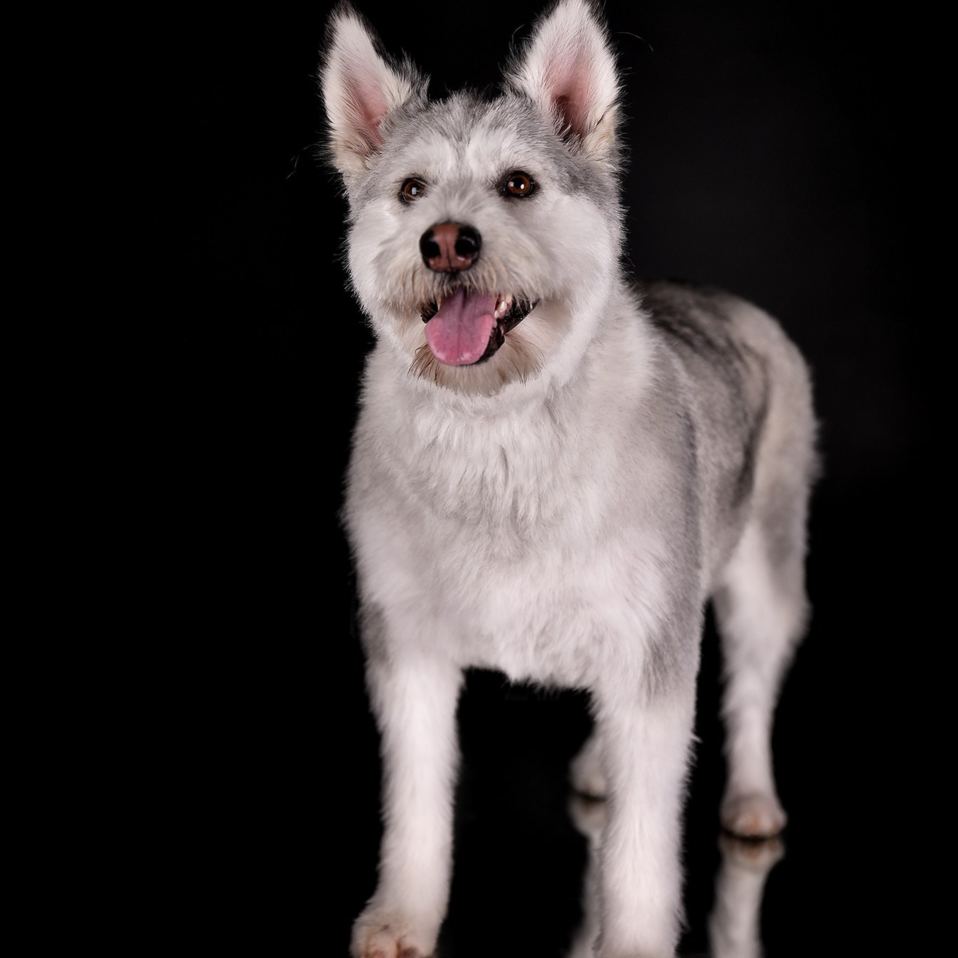 Фотосессия животных. Татьяна Кам Арт - фотограф Ангарска