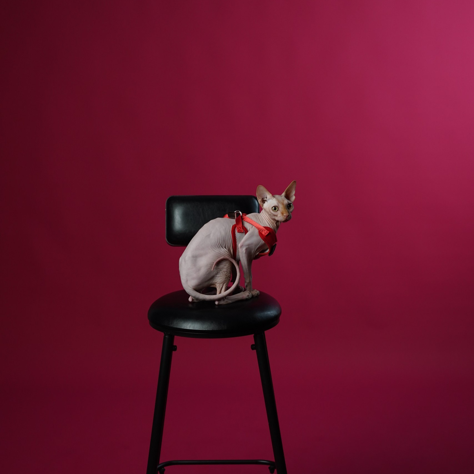 Отзывы. Автопортретная | CONTRAST | Губкин