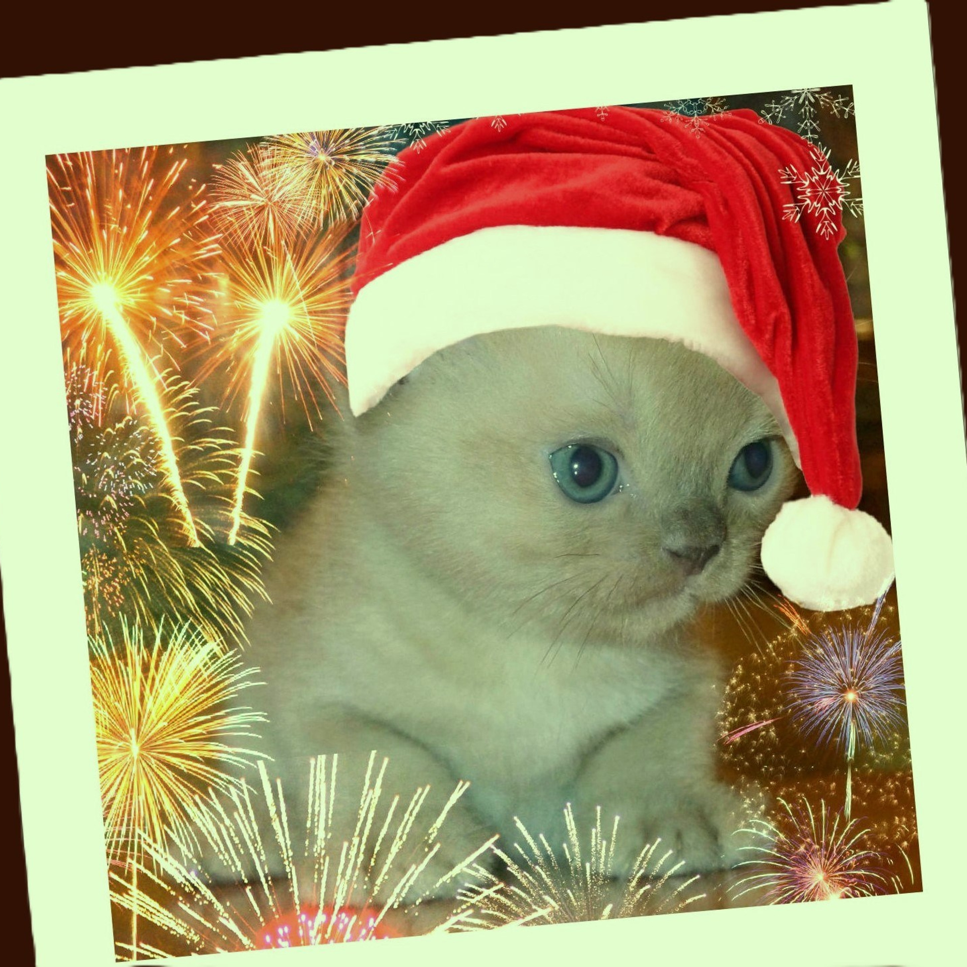 Котёнок американской бурмы. Las Burmas — питомник американской бурмы традиционных линий