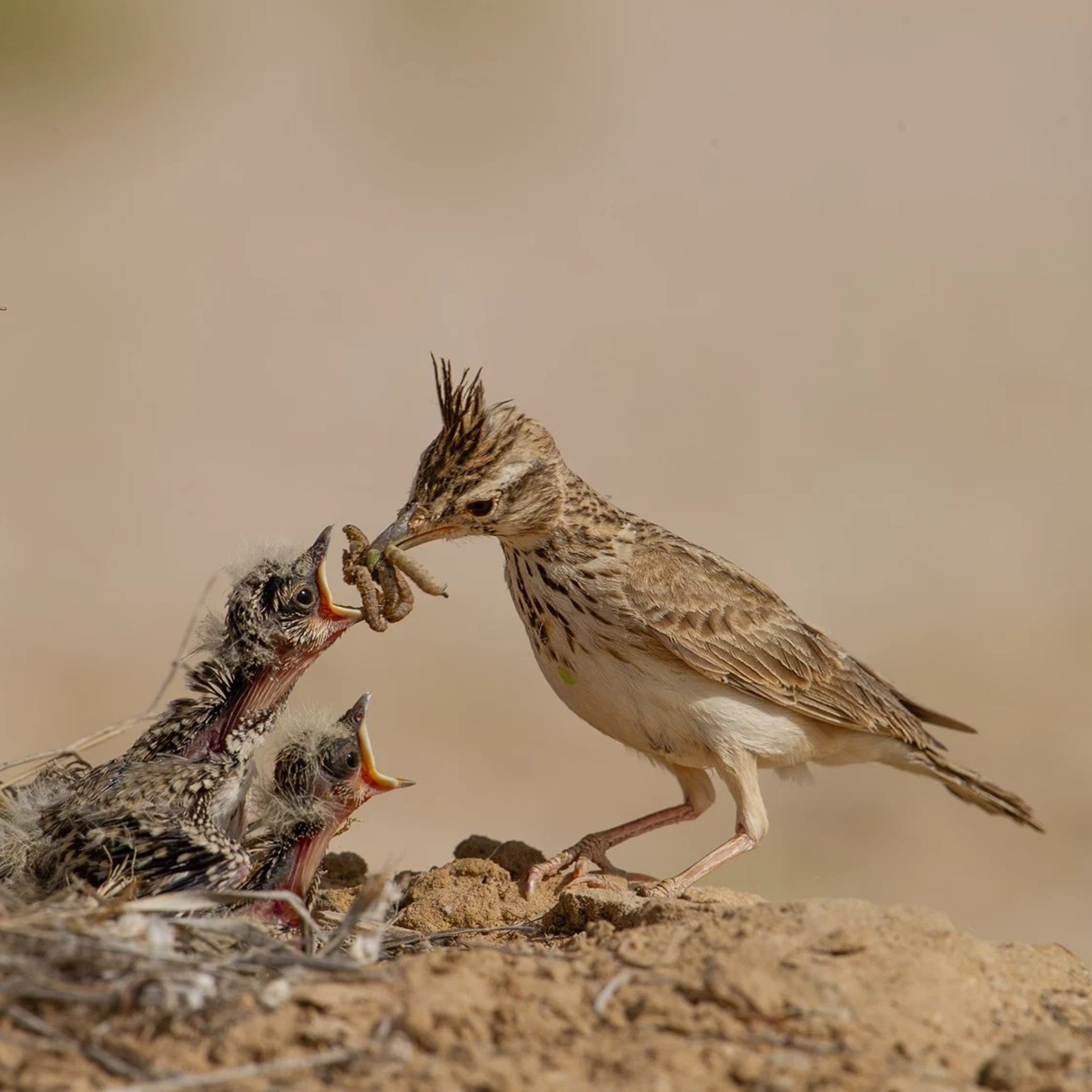 Профессиональный свадебный фотограф в Сочи для вашего идеального дня. Свадебный фотограф в Абхазии, Сухум, Гагра, Сочи
