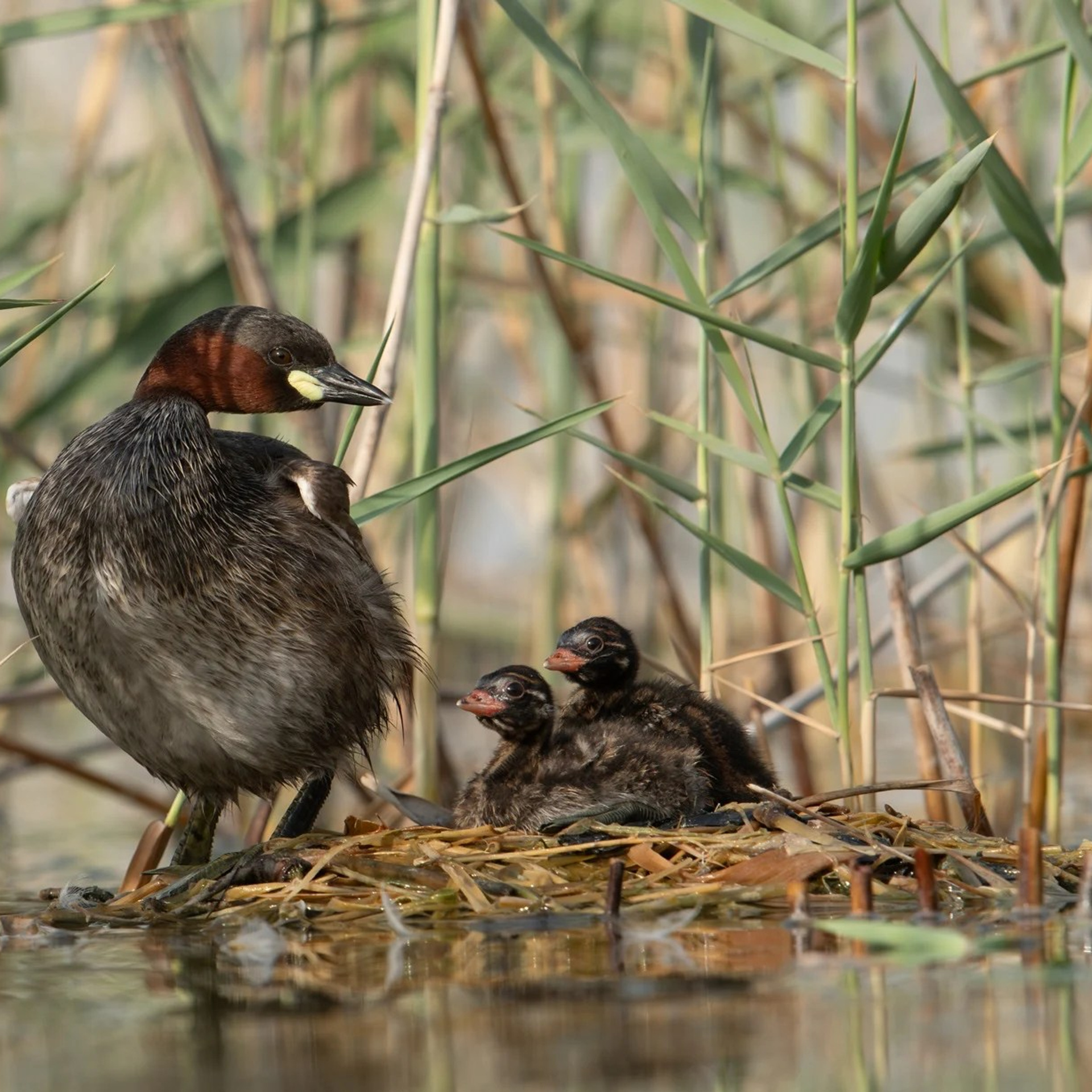Профессиональный свадебный фотограф в Сочи для вашего идеального дня. Свадебный фотограф в Абхазии, Сухум, Гагра, Сочи