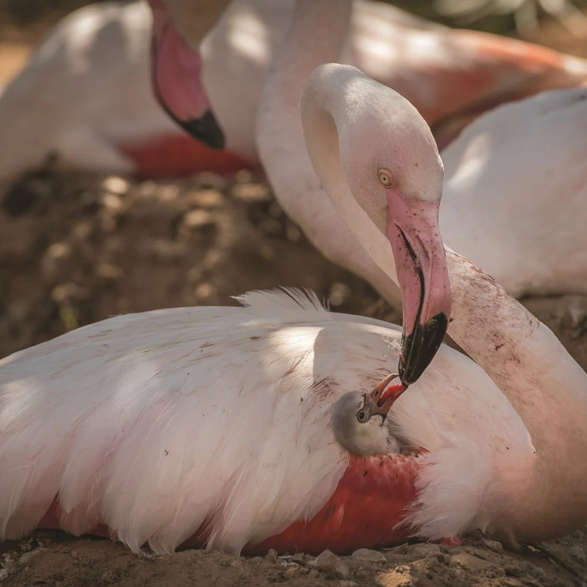 Профессиональный свадебный фотограф в Сочи для вашего идеального дня. Свадебный фотограф в Абхазии, Сухум, Гагра, Сочи