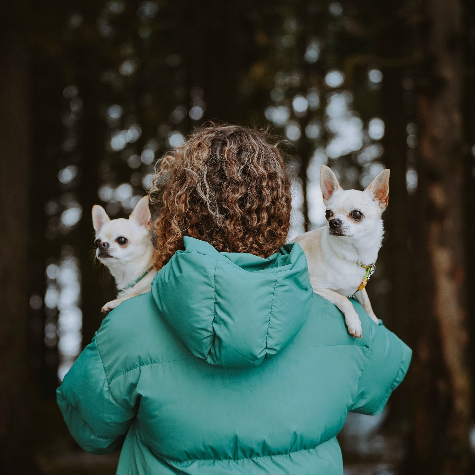 Таня, Харди и Хэви