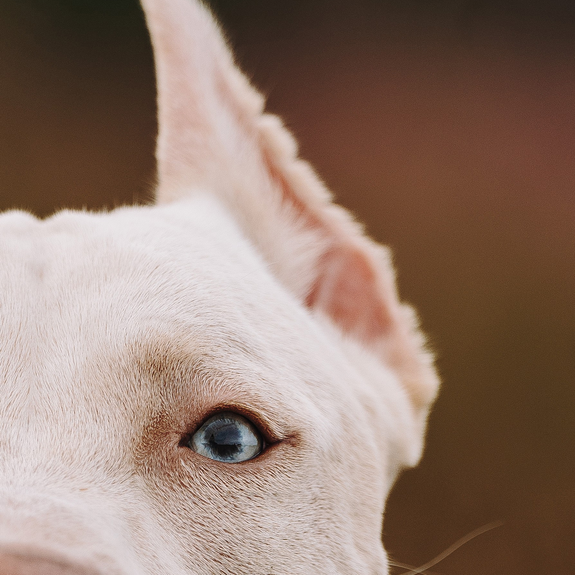 Оля и Гламур