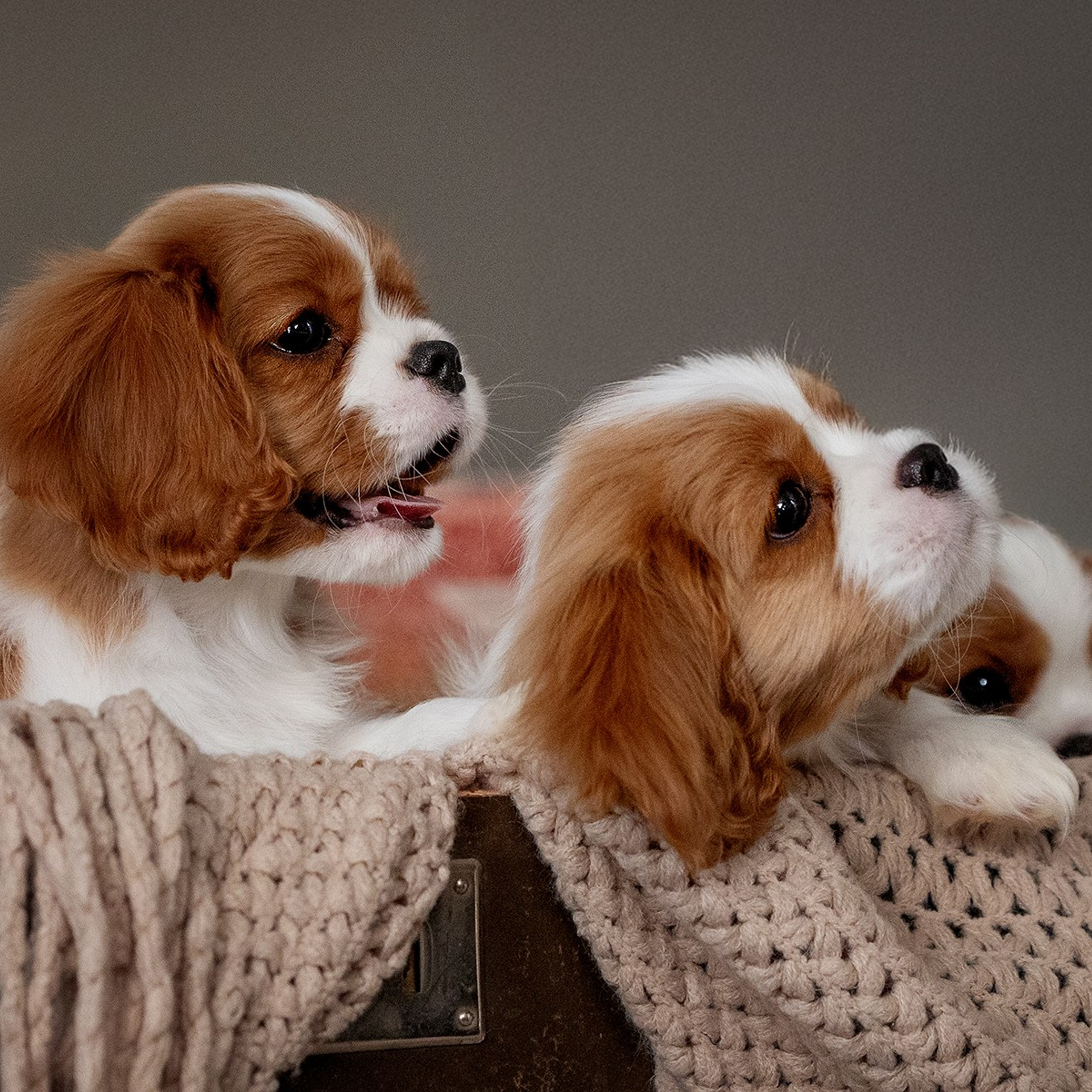 Отзывы. Фотограф-анималист в Москве и Подмосковье