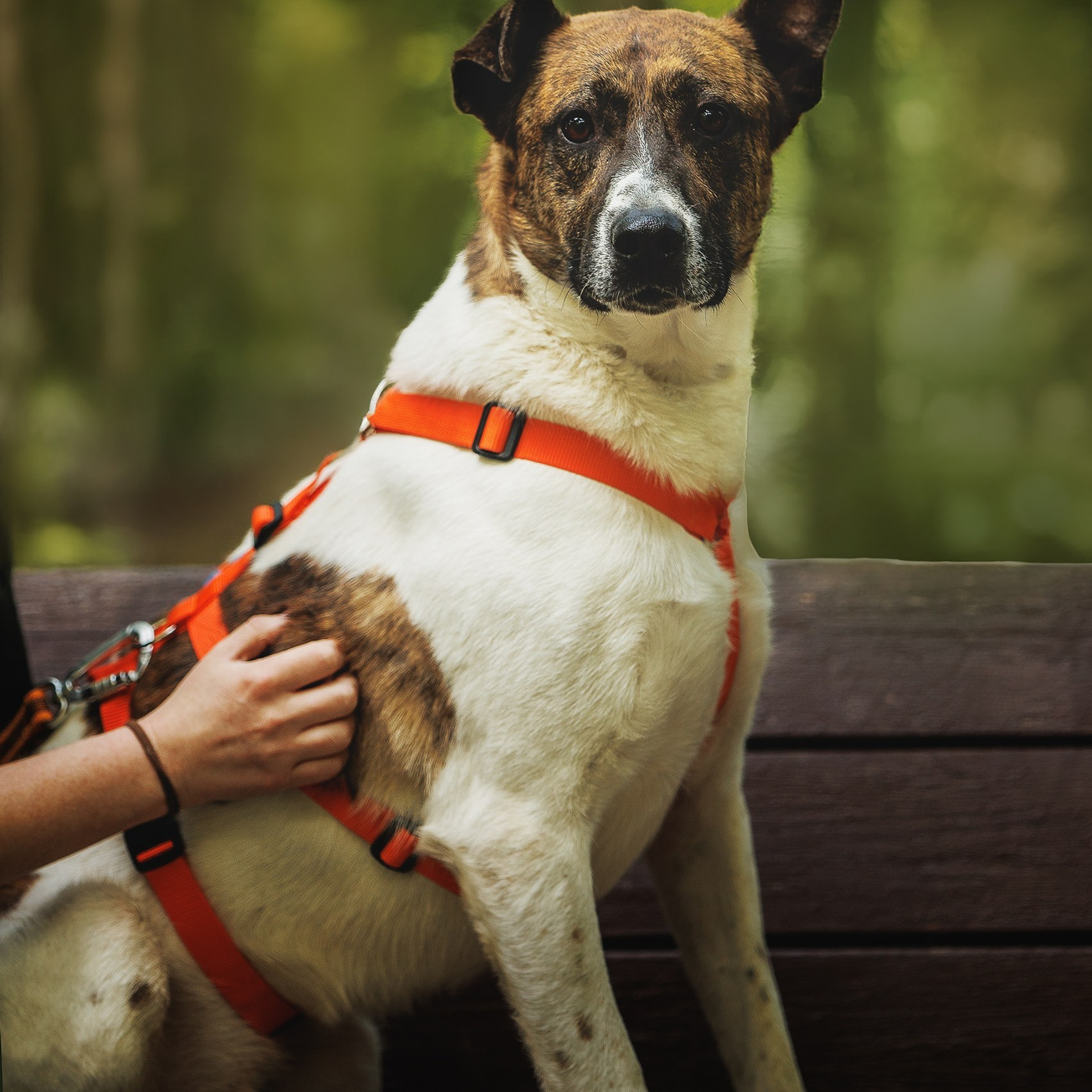 Отзывы. Фотограф-анималист в Москве и Подмосковье