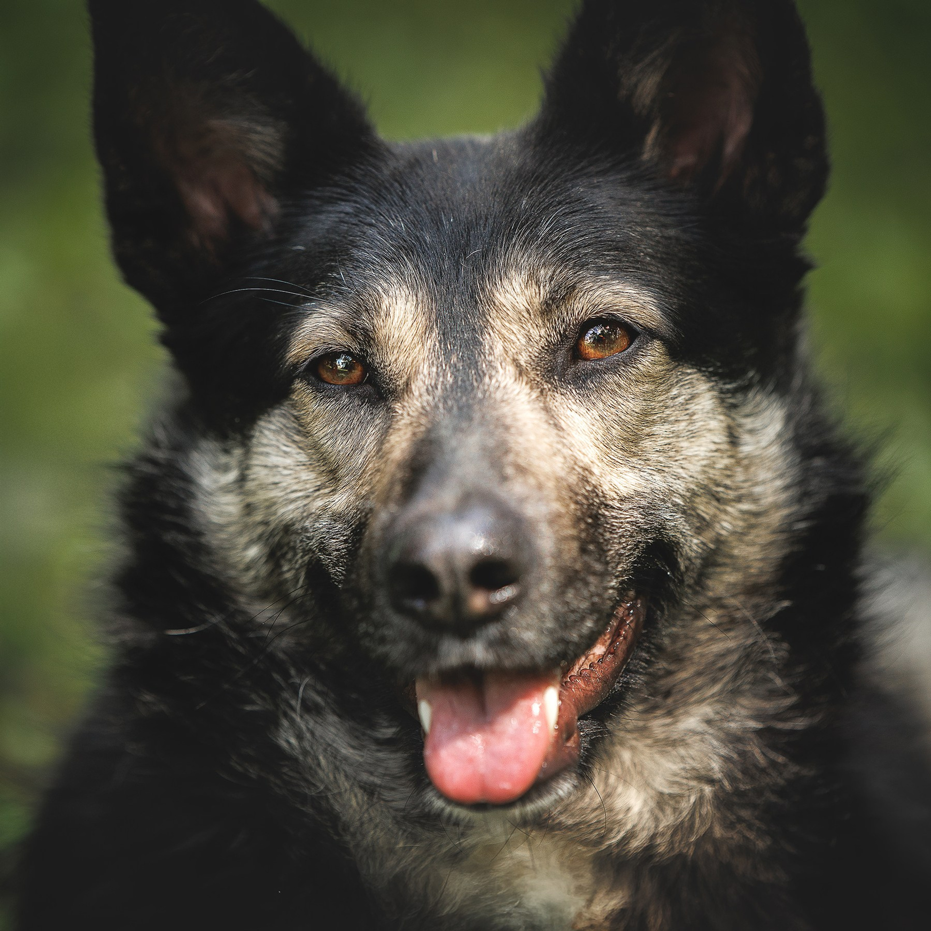 Отзывы. Фотограф-анималист в Москве и Подмосковье