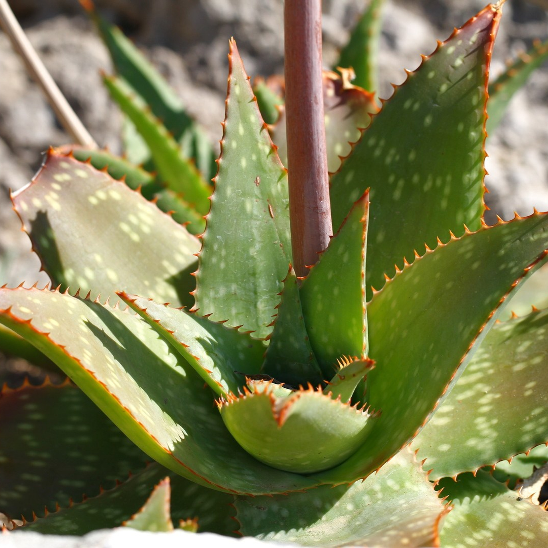 Италия. Амалфи, Бари 2012 г. Улица, люди, жизнь…