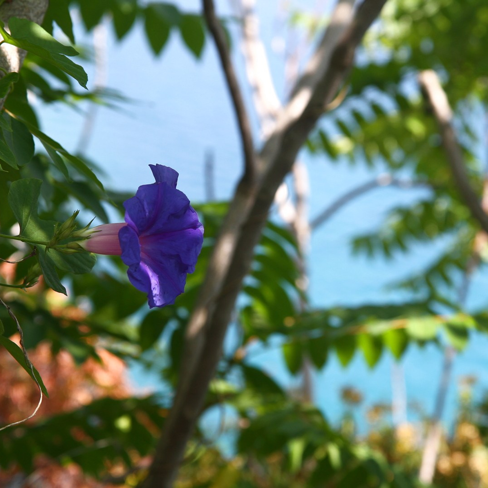 Италия. Амалфи, Бари 2012 г. Улица, люди, жизнь…