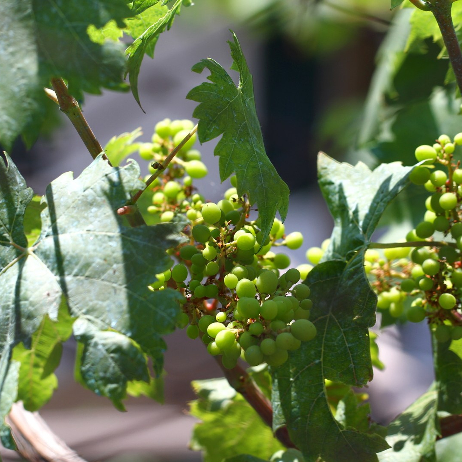 Италия. Амалфи, Бари 2012 г. Улица, люди, жизнь…