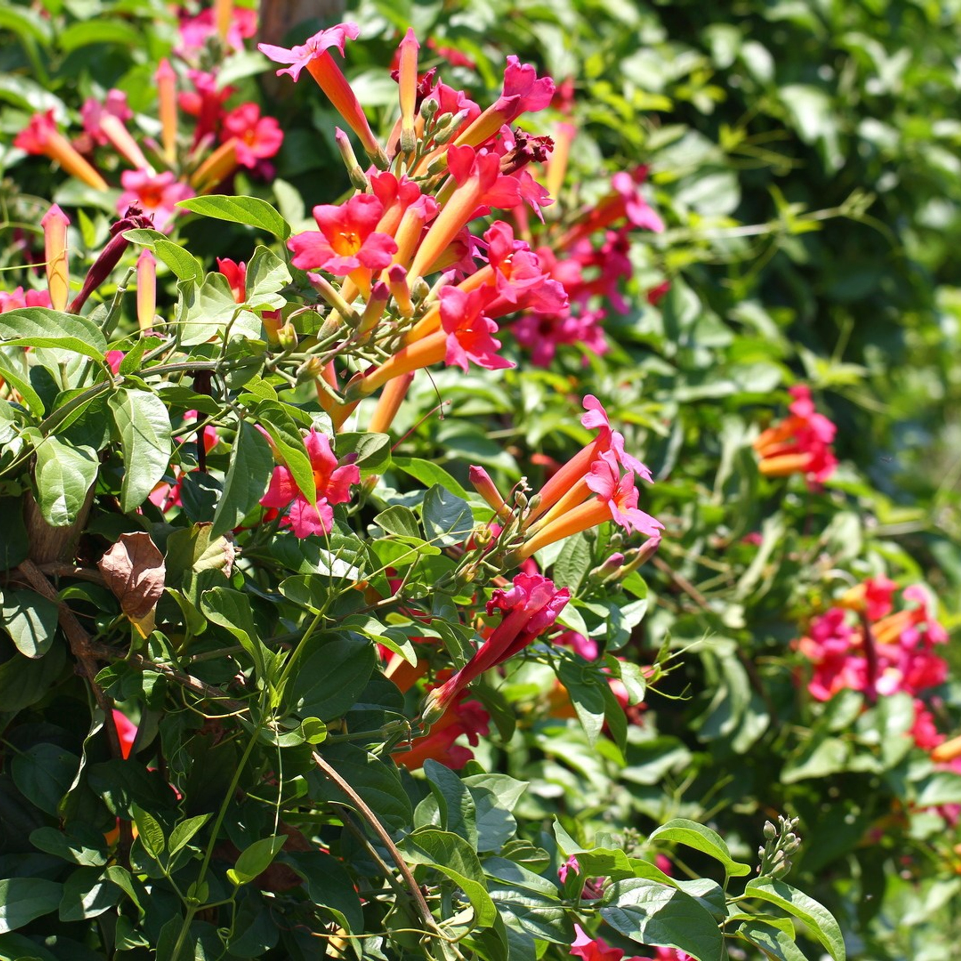 Италия. Амалфи, Бари 2012 г. Улица, люди, жизнь…